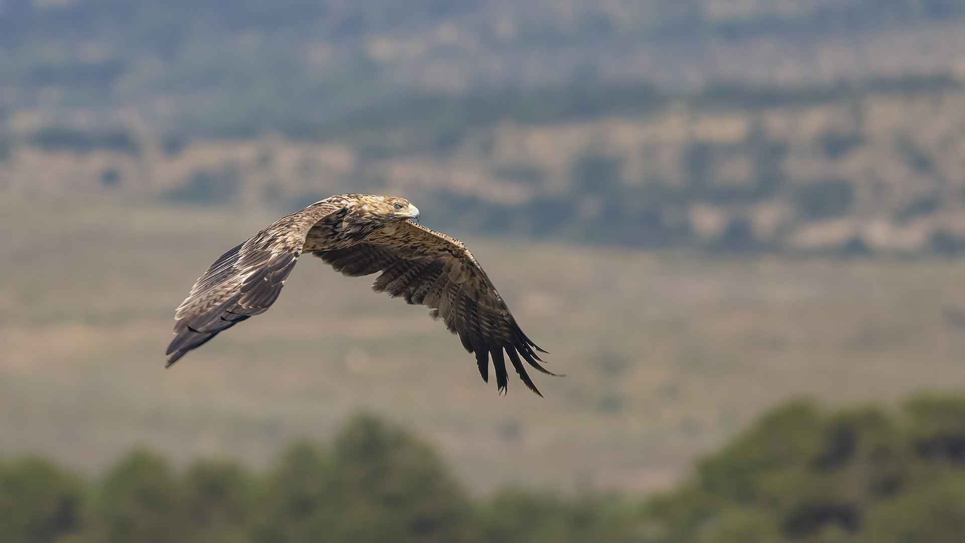 Imperial Eagle