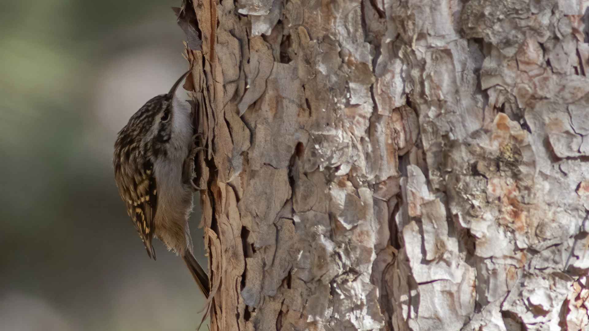 Short-toed Treecreeper