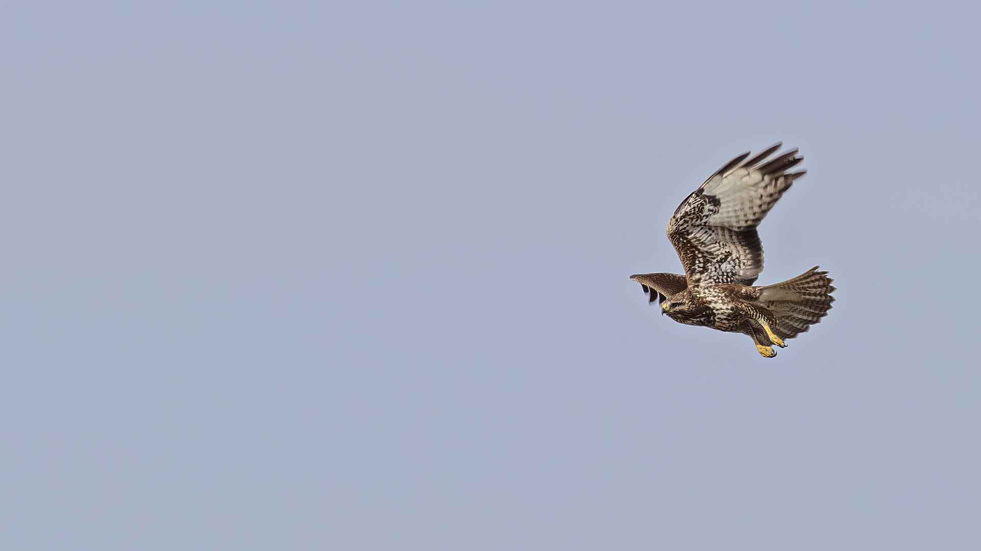 Common Buzzard