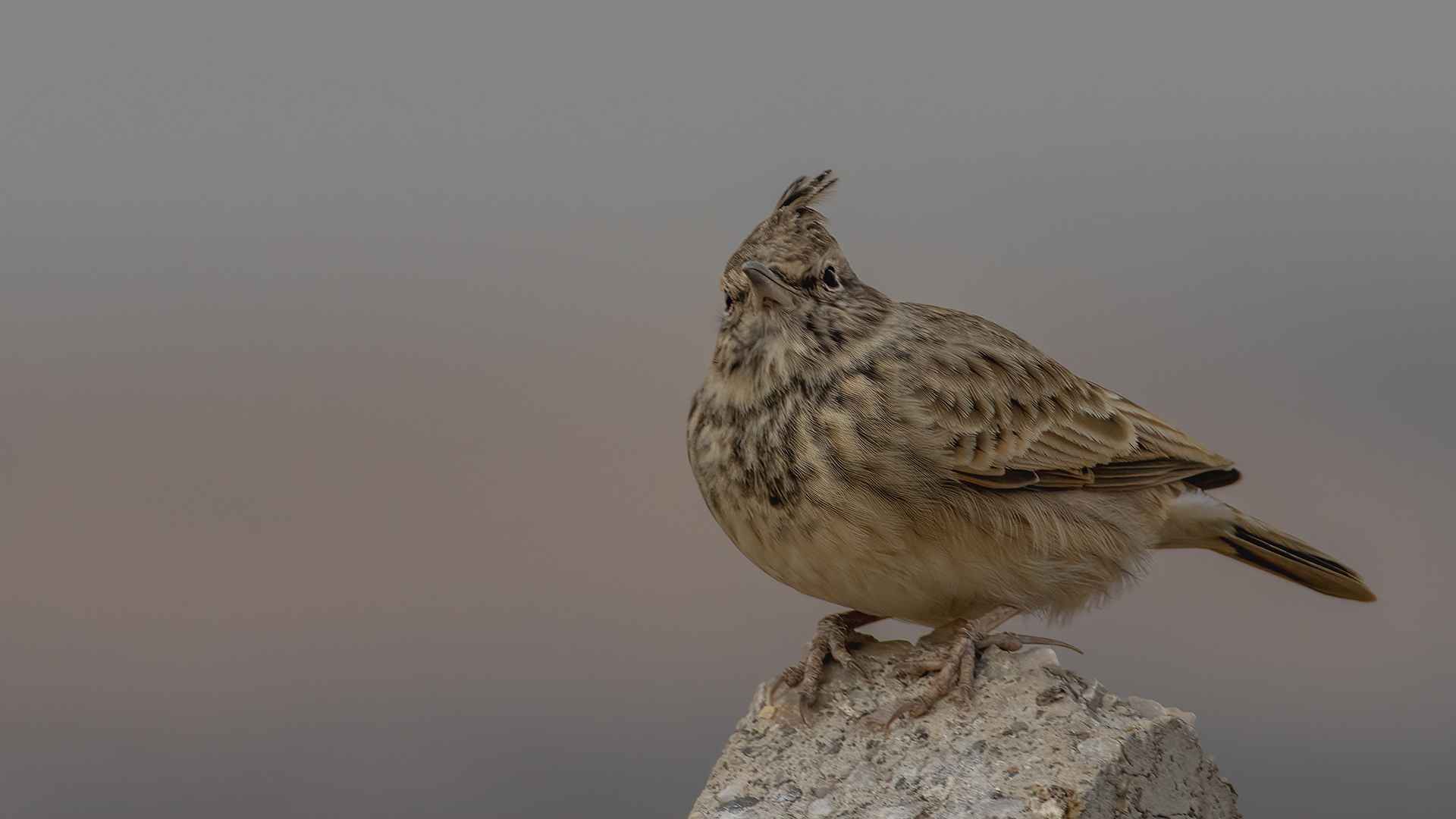 Crested Lark