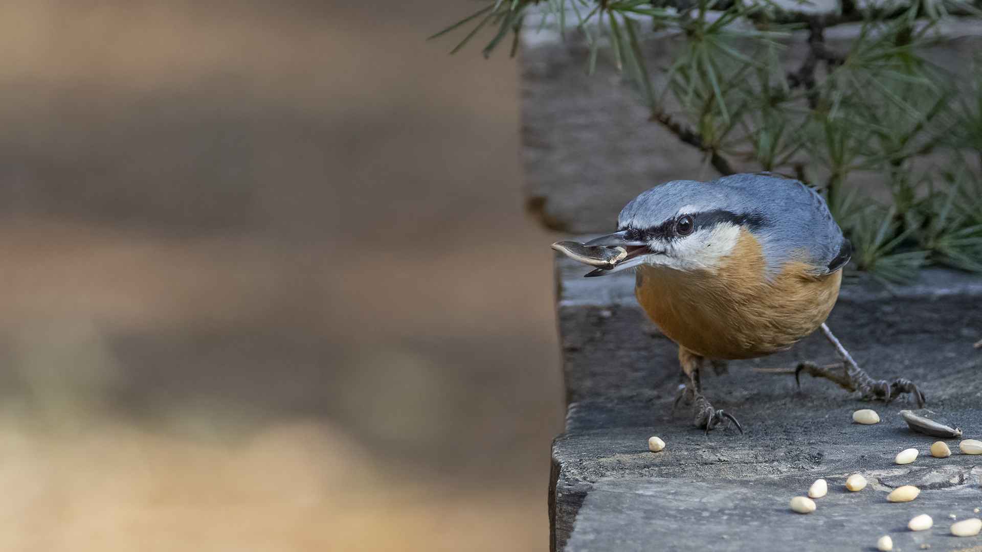 Eurasian Nuthatch