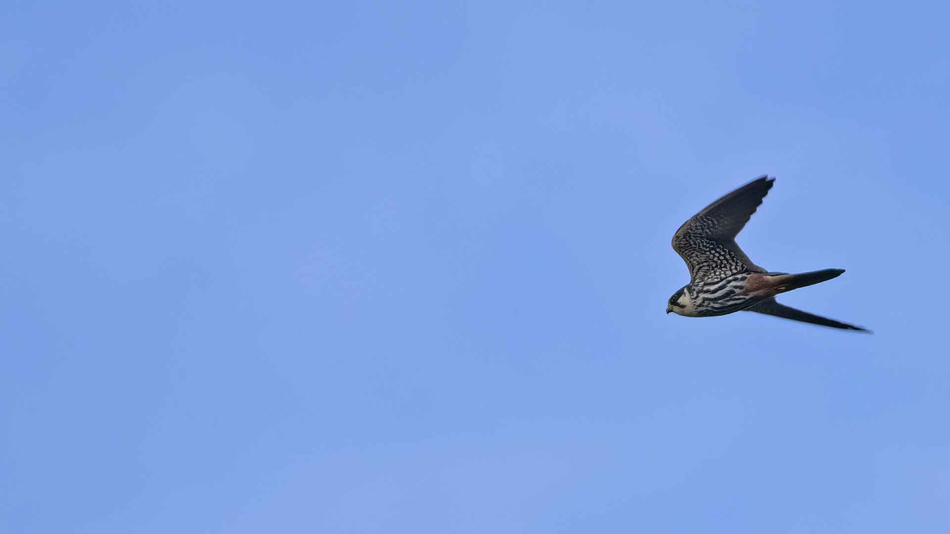 Eurasian Hobby
