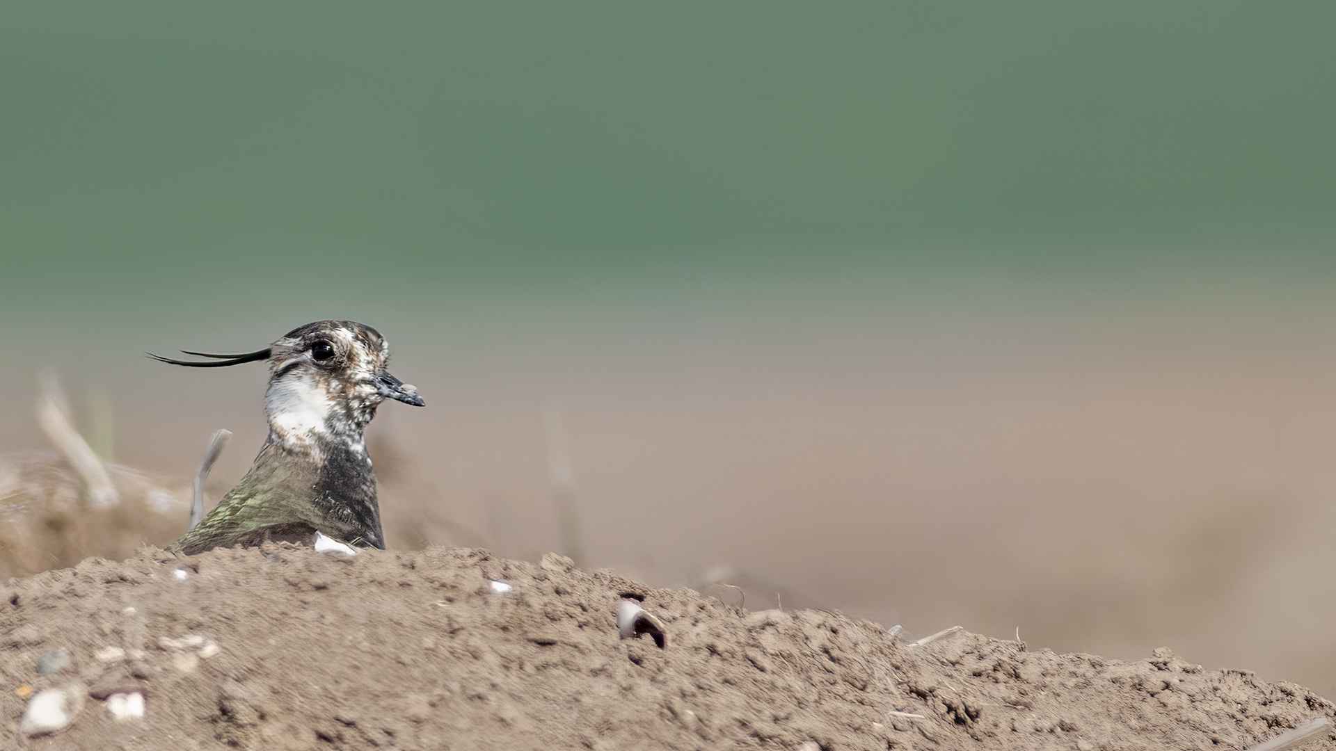 Northern Lapwing