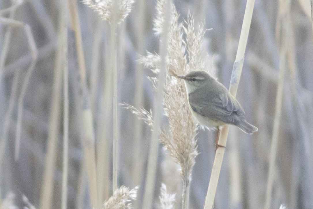 Common Chiffchaff