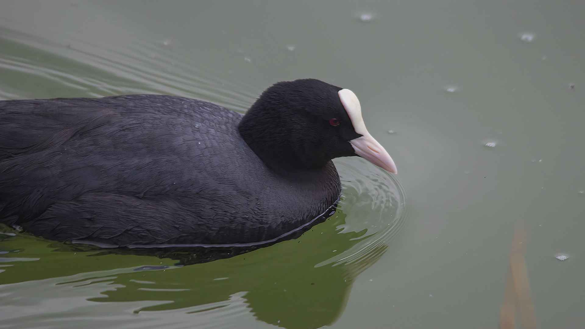 Eurasian Coot