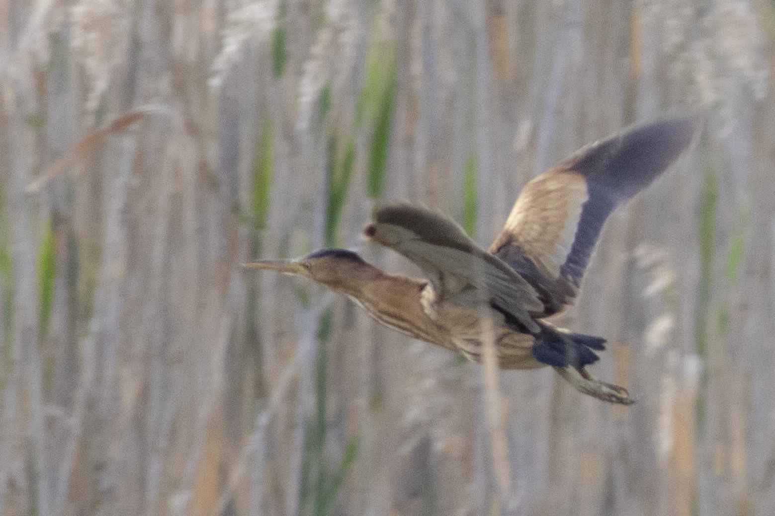 Little Bittern