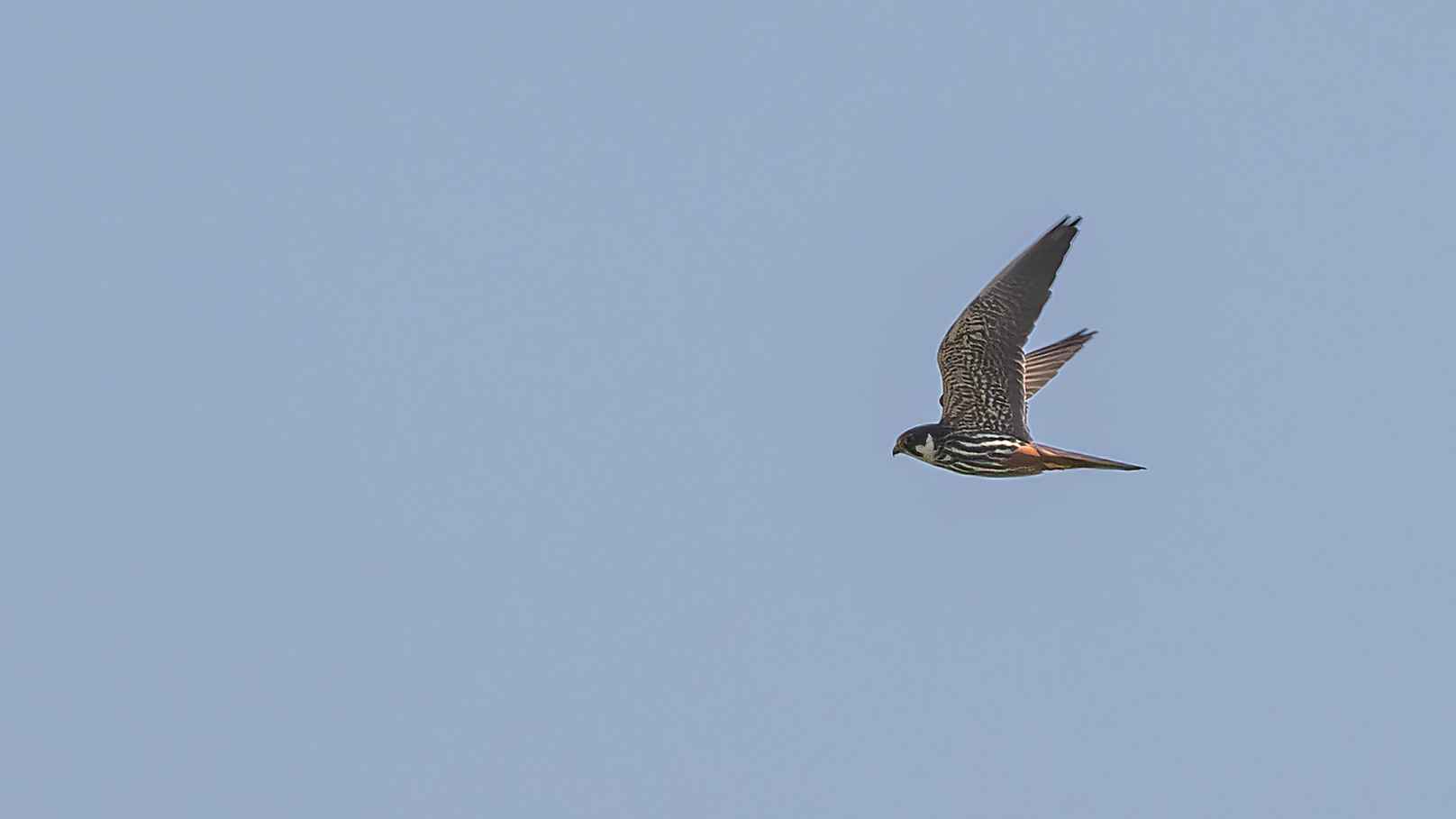 Eurasian Hobby