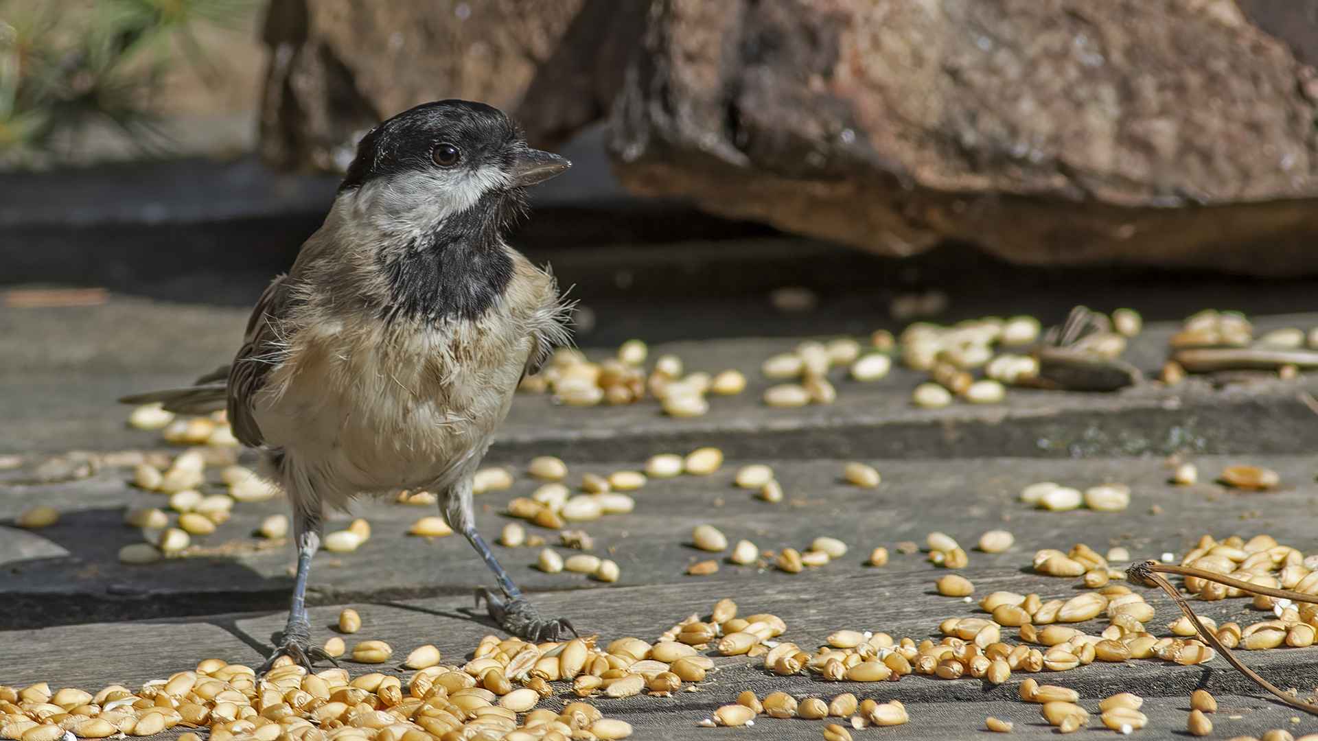 Sombre Tit