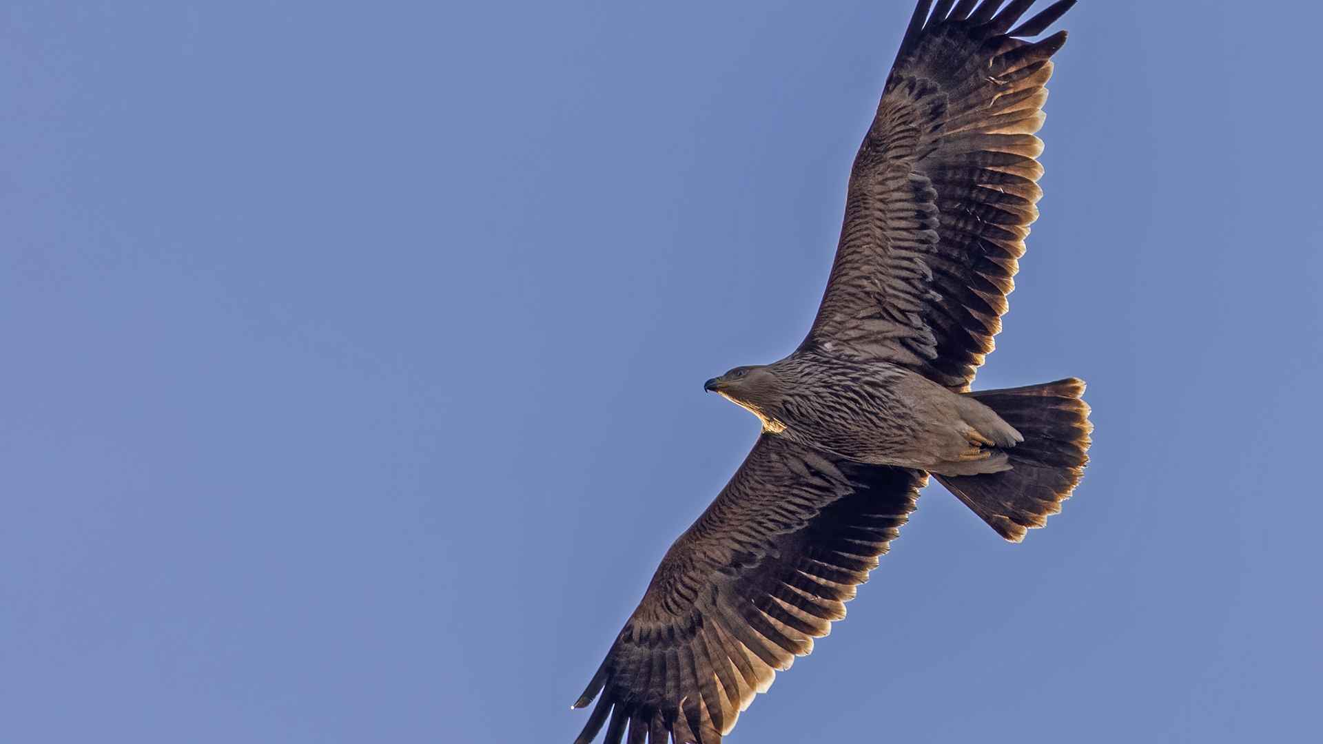Imperial Eagle