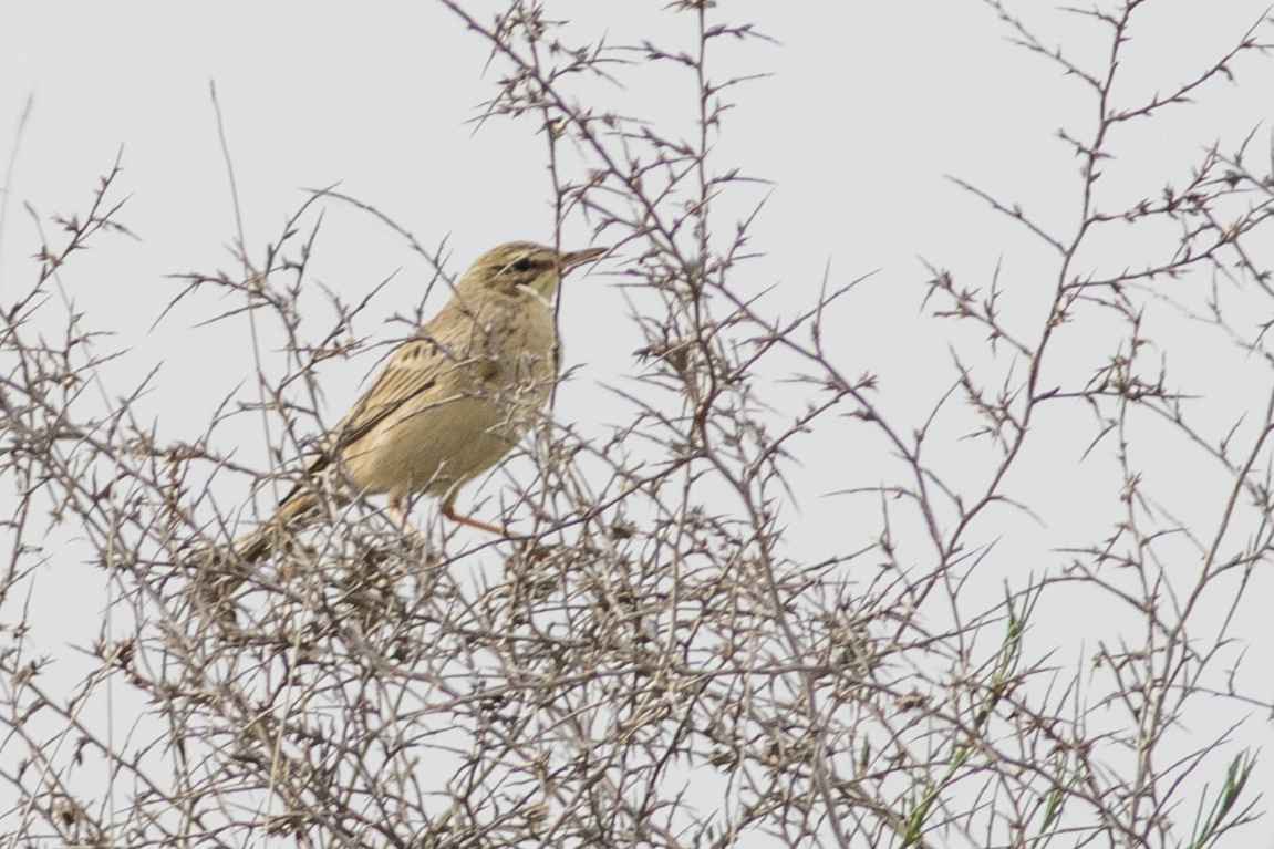 Tawny Pipit