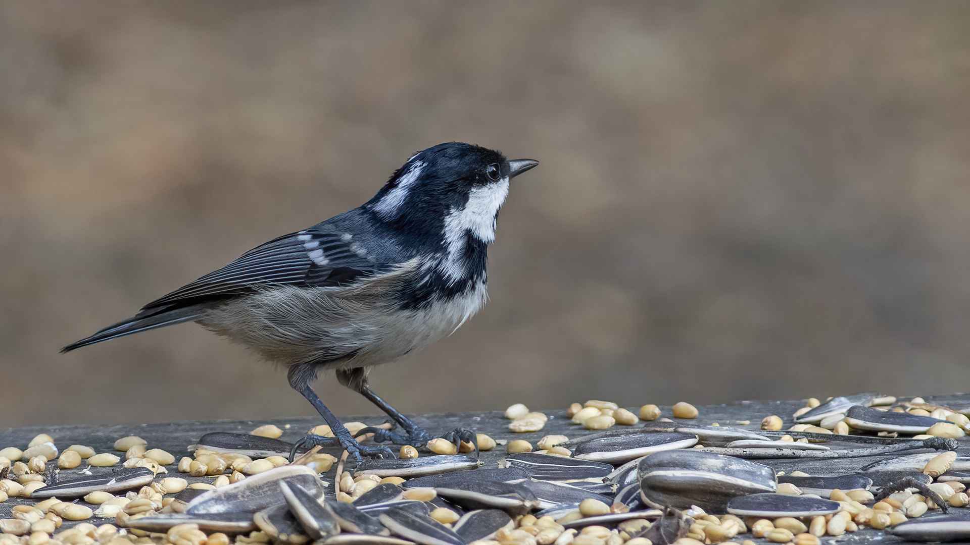 Coal Tit