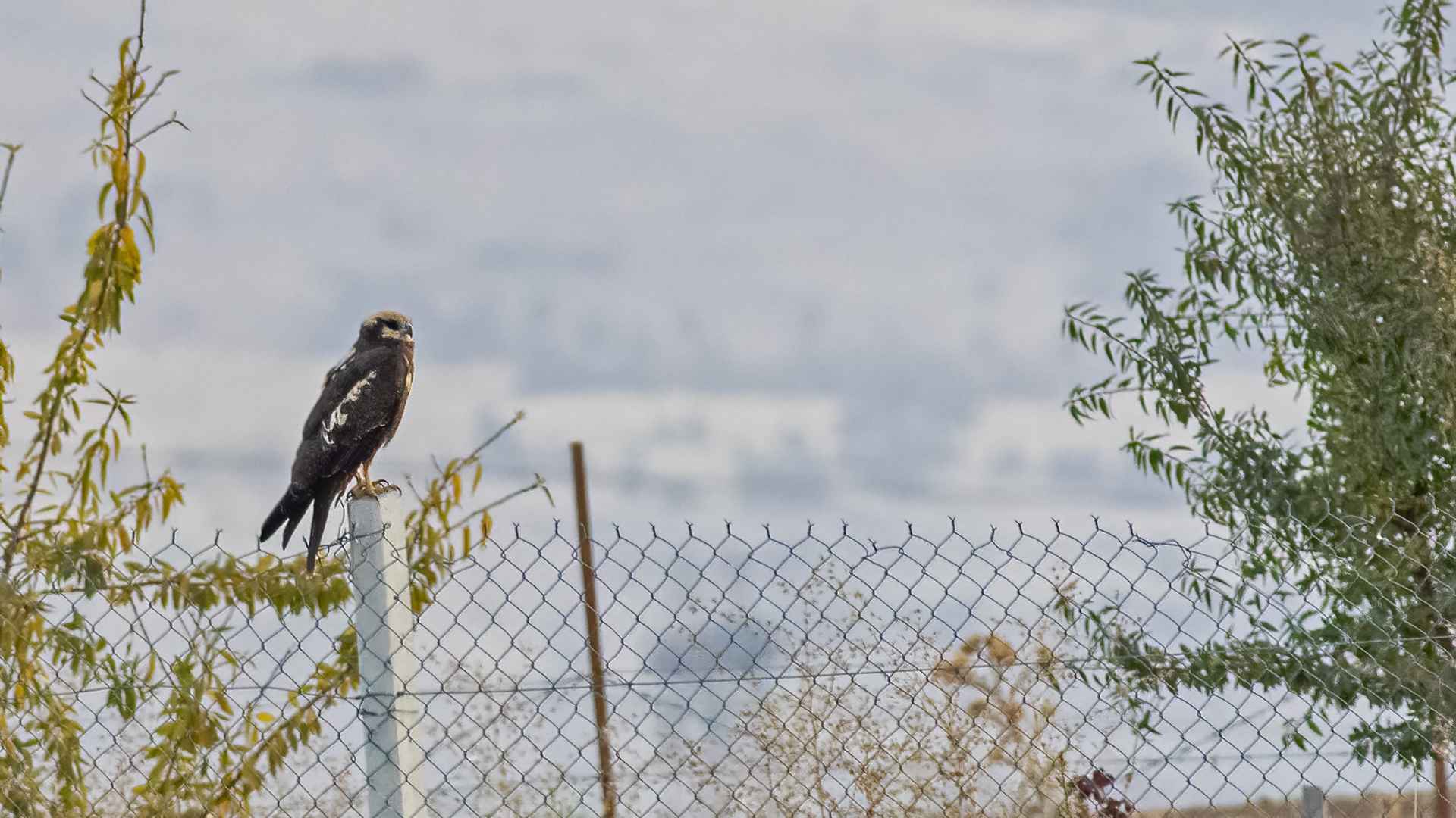 Eurasian Marsh-Harrier