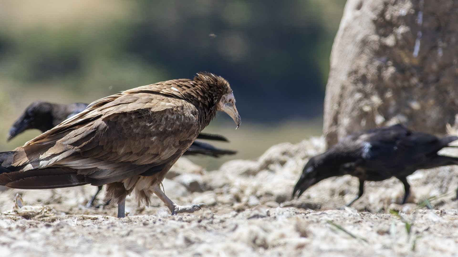 Egyptian Vulture