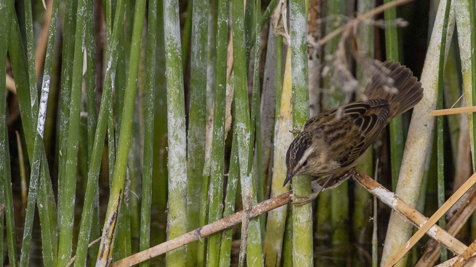 Sedge Warbler