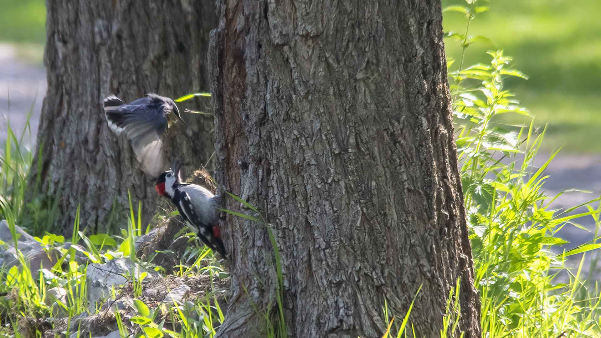 Great Spotted Woodpecker