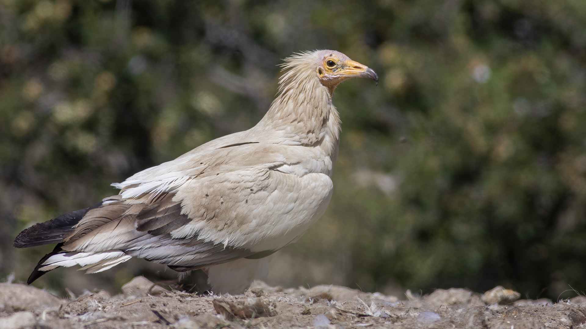 Egyptian Vulture