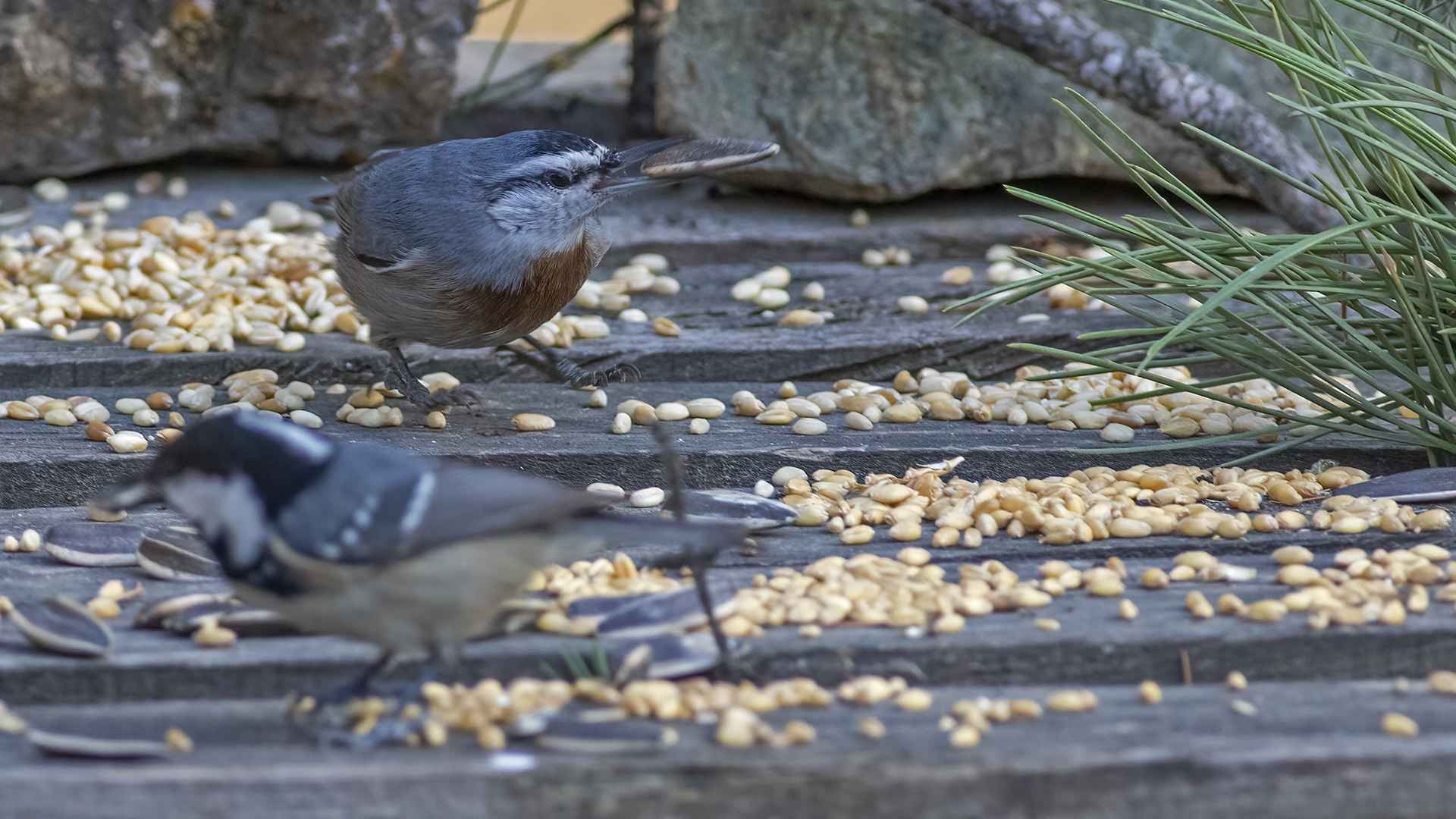 Krüper's Nuthatch