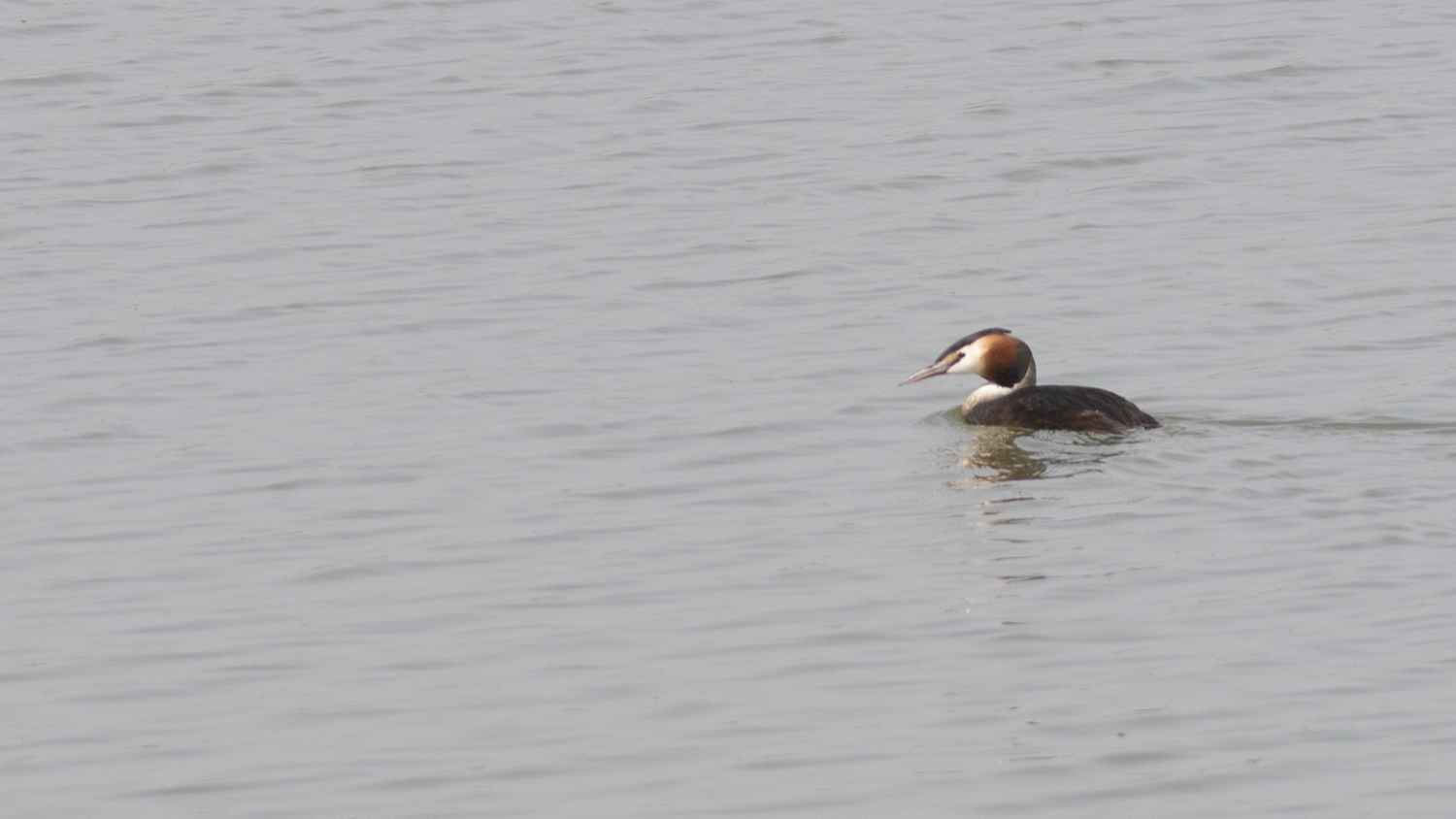Great Crested Grebe