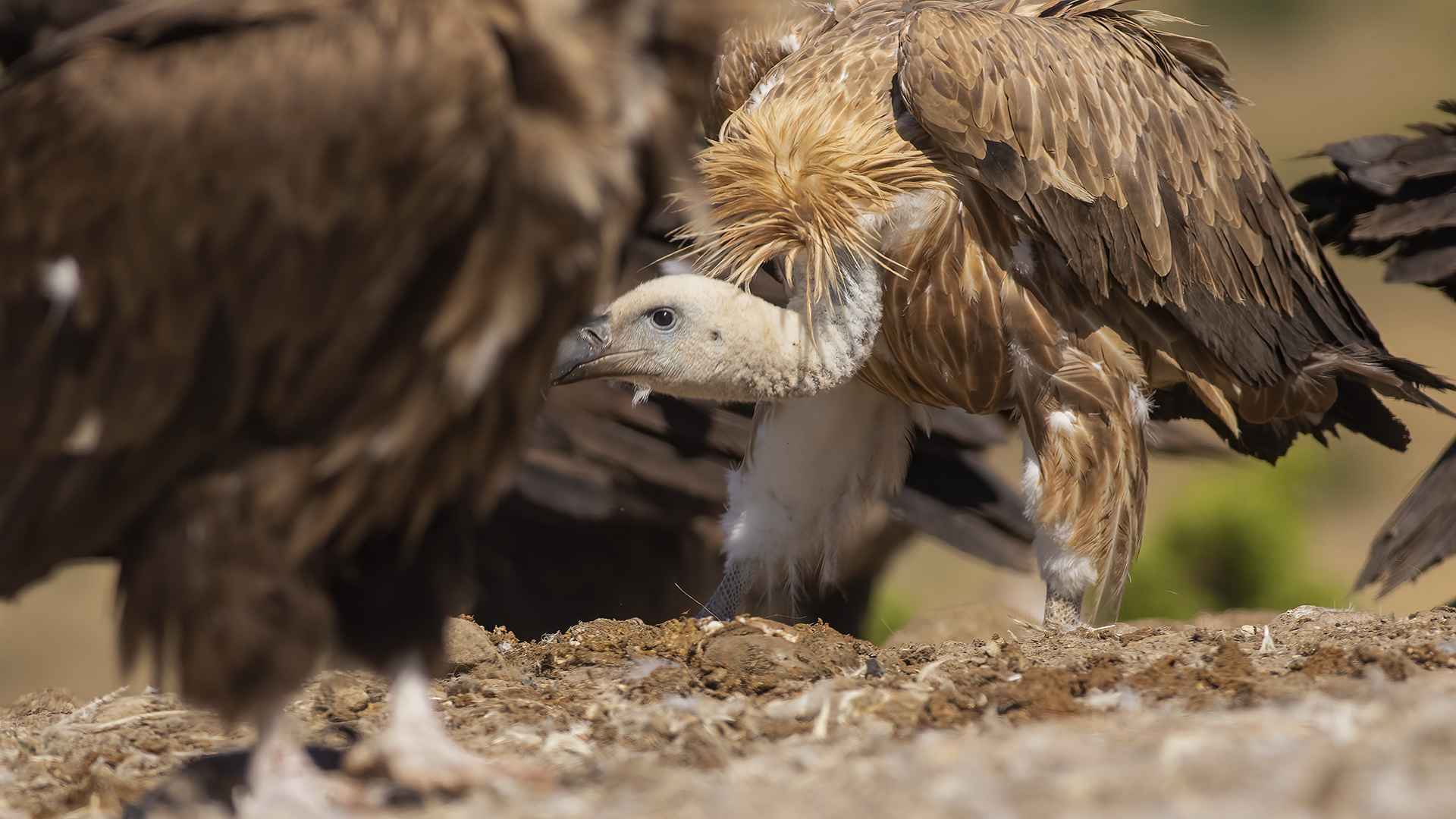 Eurasian Griffon
