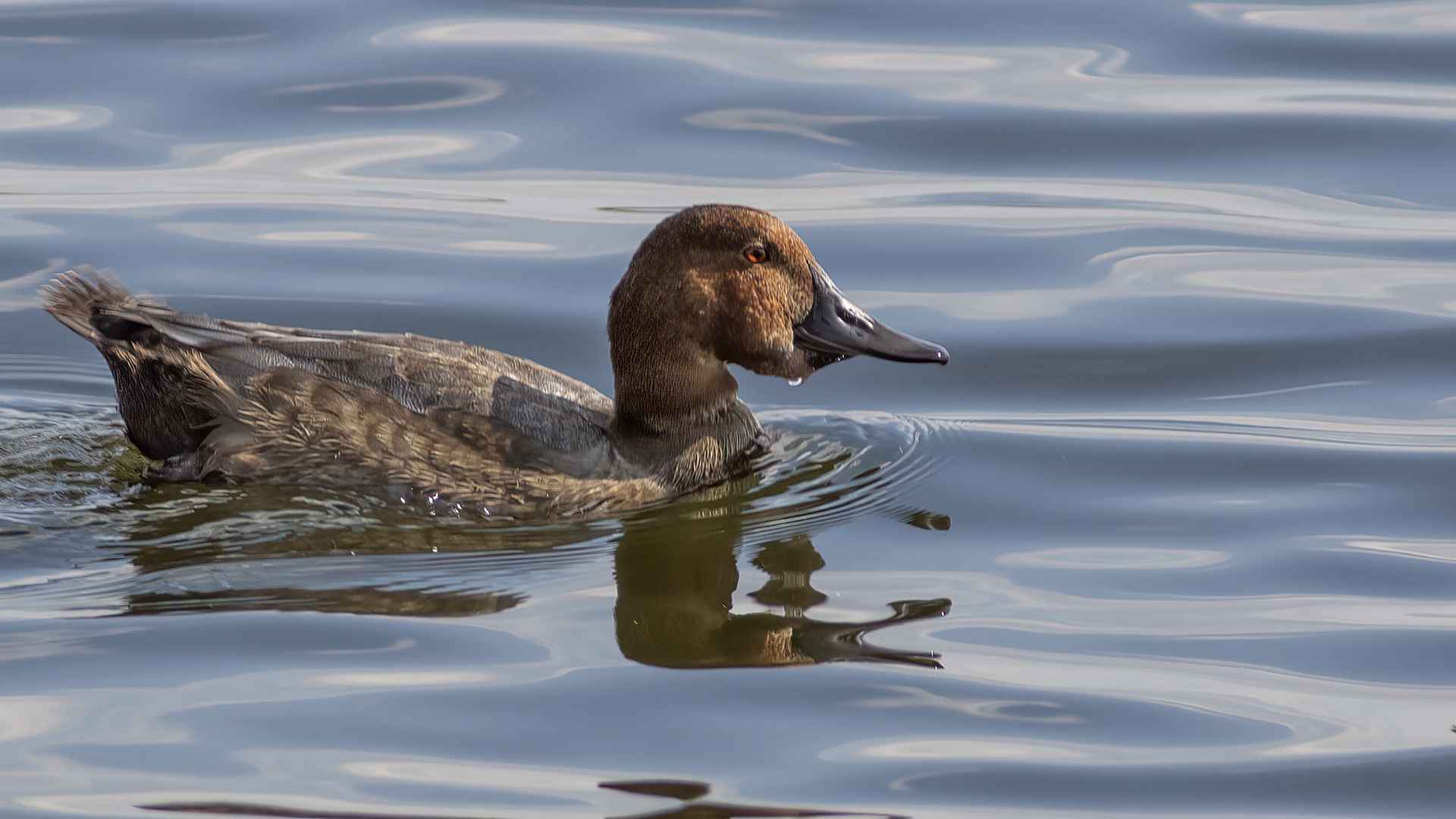 Common Pochard