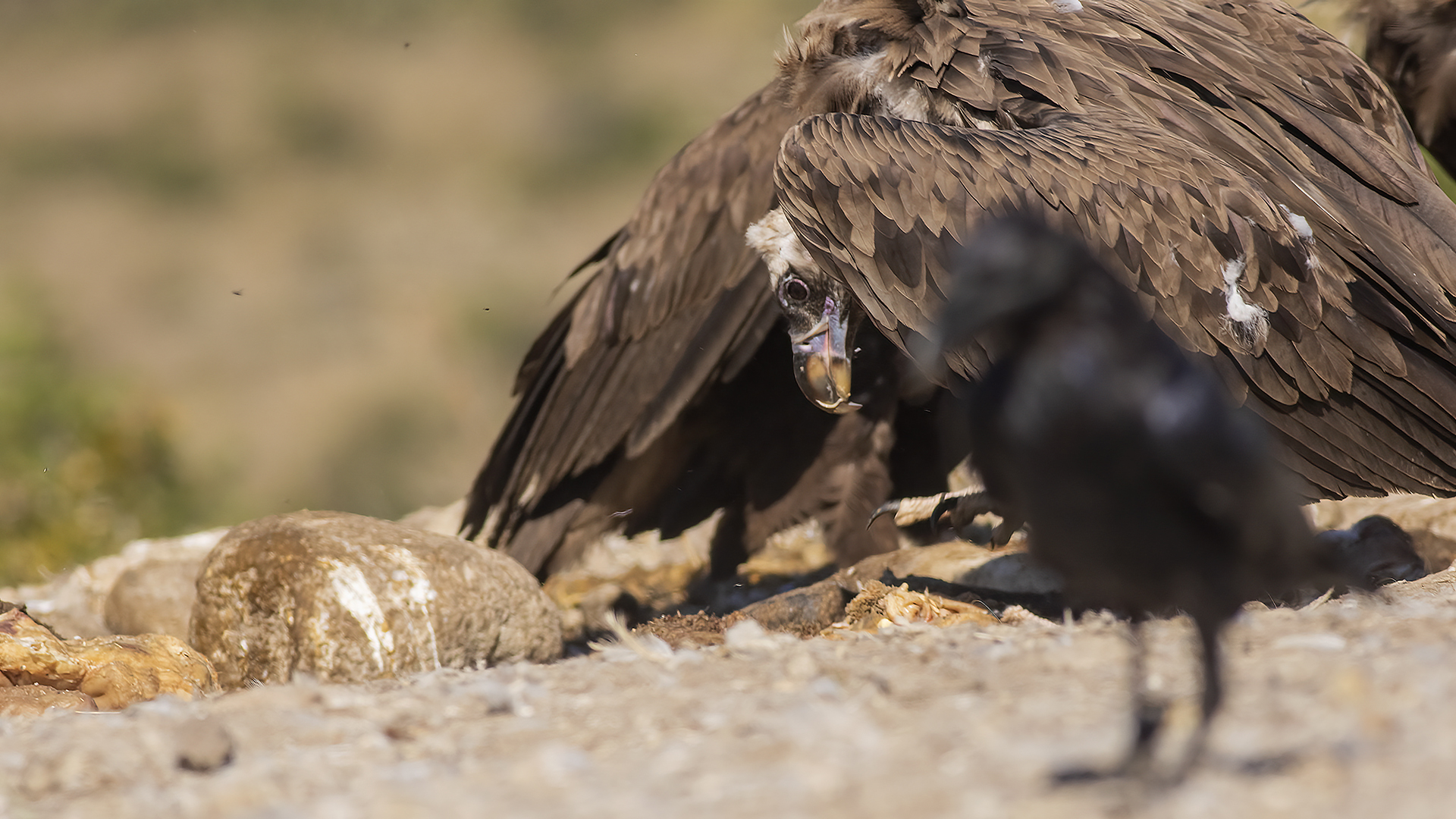 Cinereous Vulture