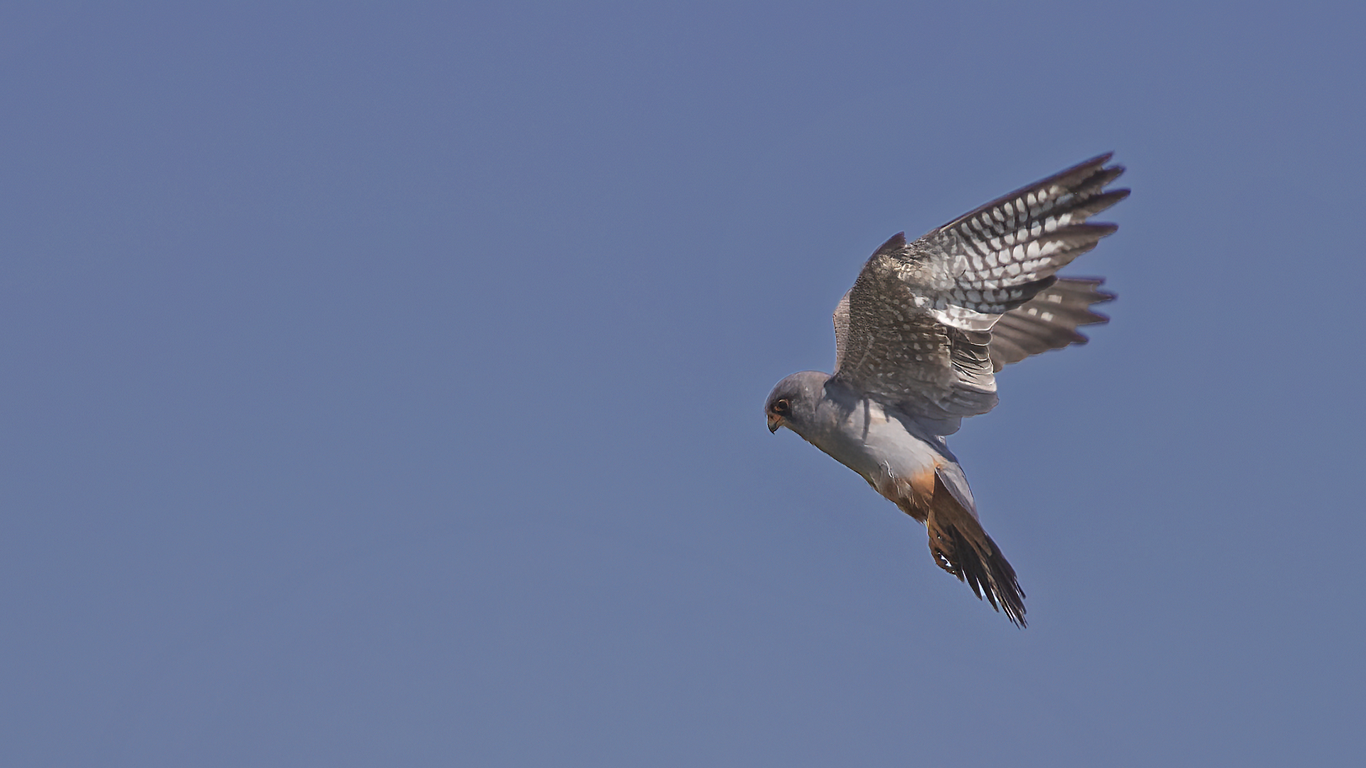 Red-footed Falcon