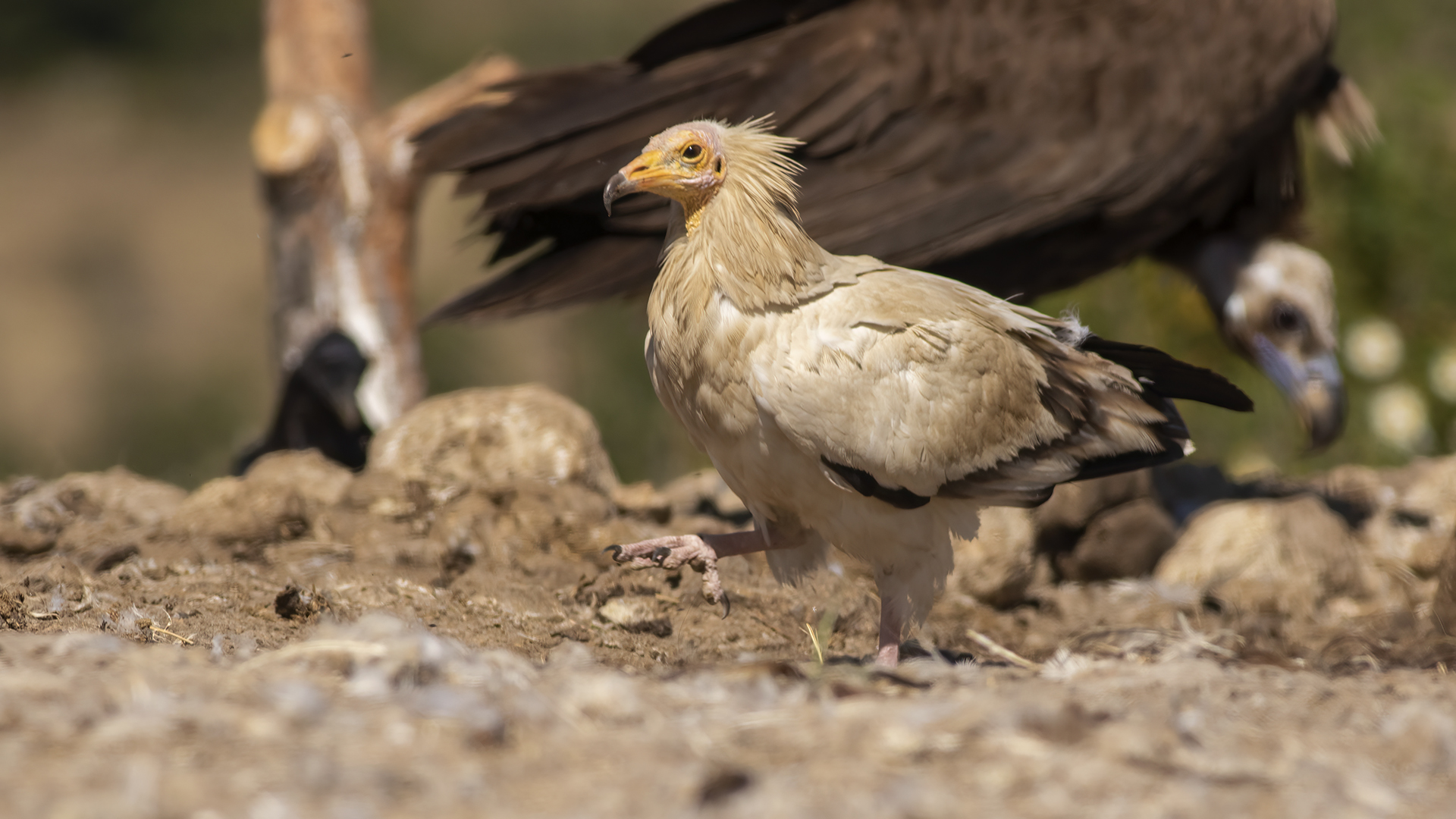 Egyptian Vulture