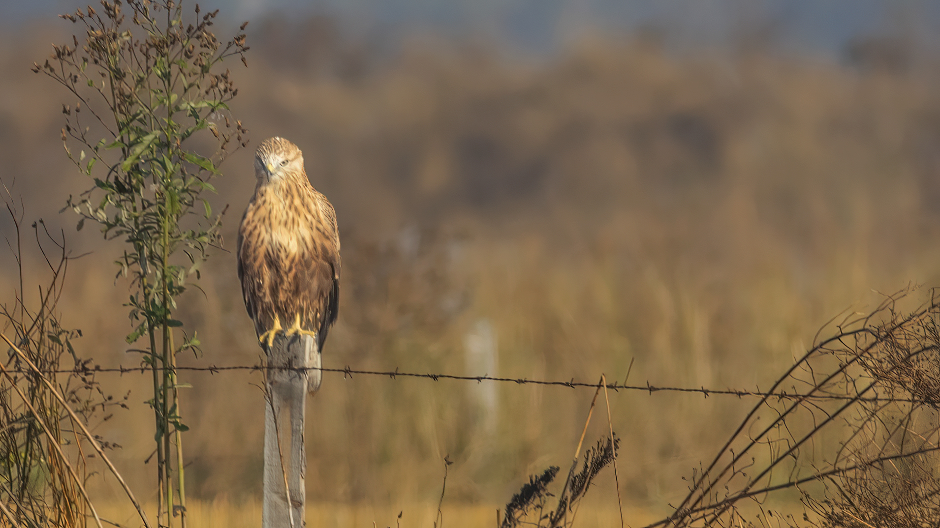 Long-legged Buzzard