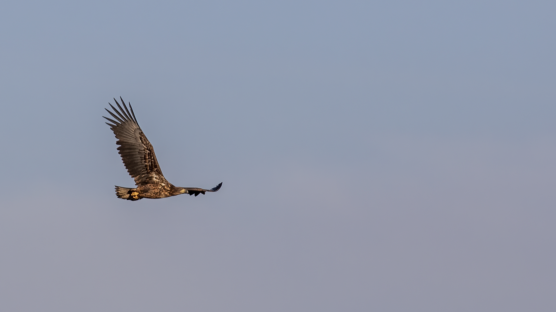 White-tailed Eagle