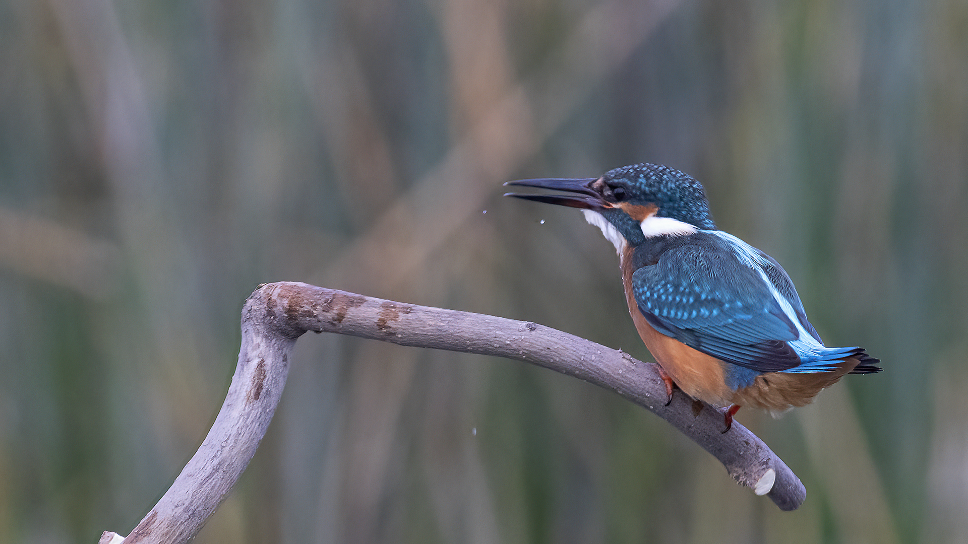 Common Kingfisher