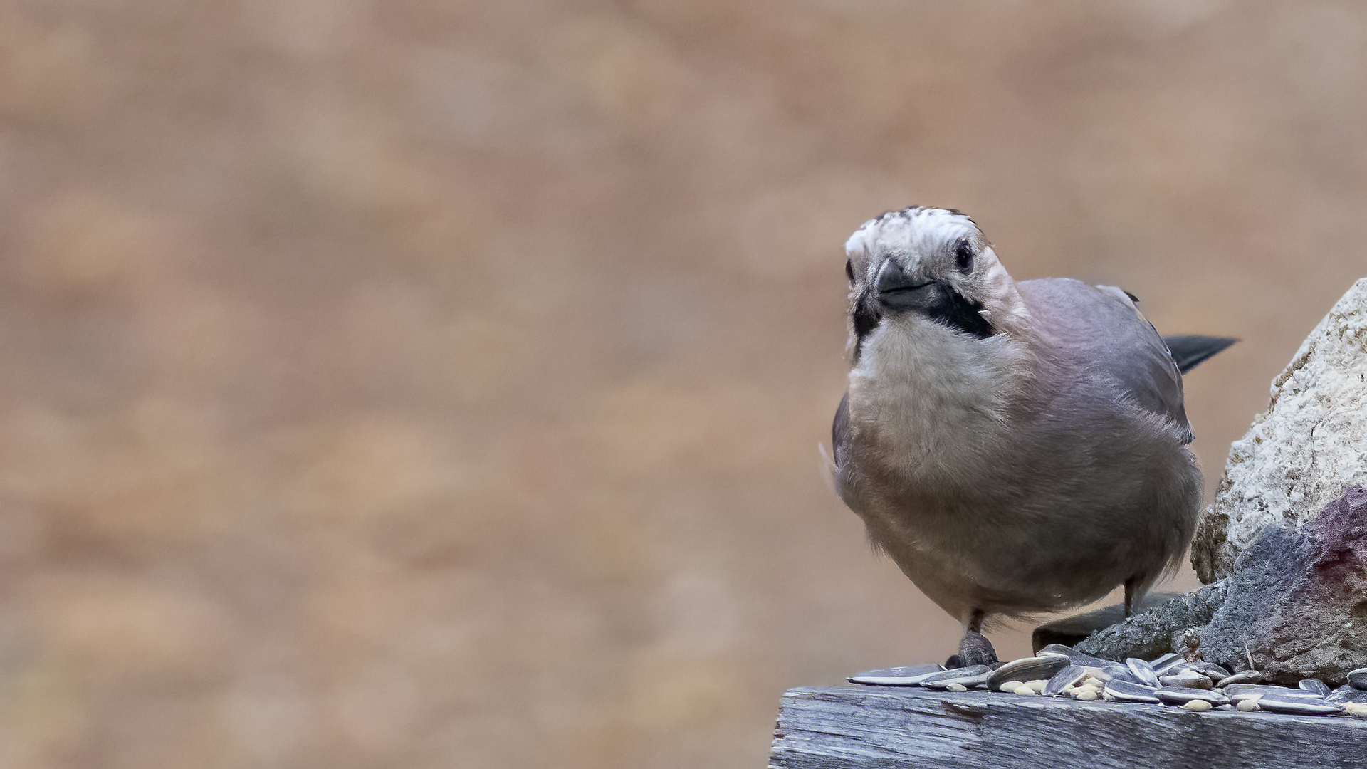Eurasian Jay