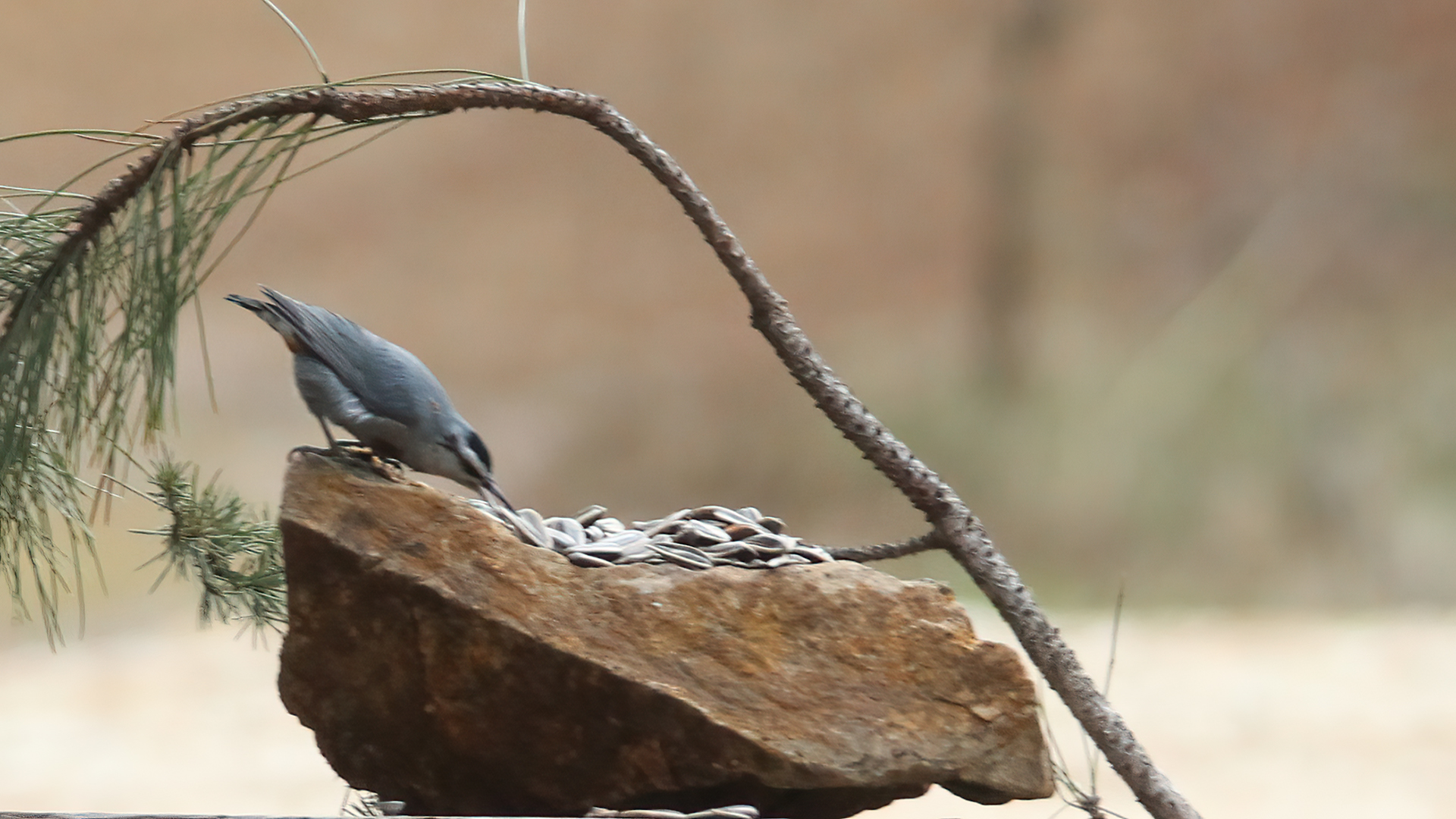 Krüper's Nuthatch