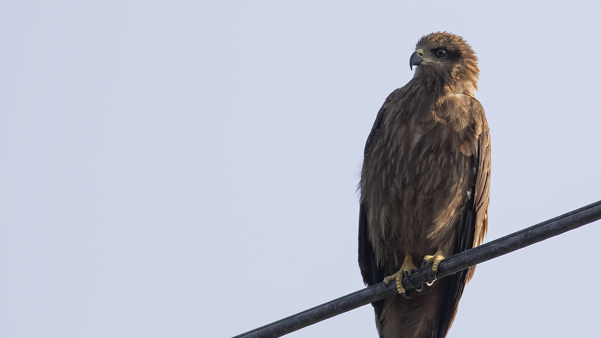 Black Kite