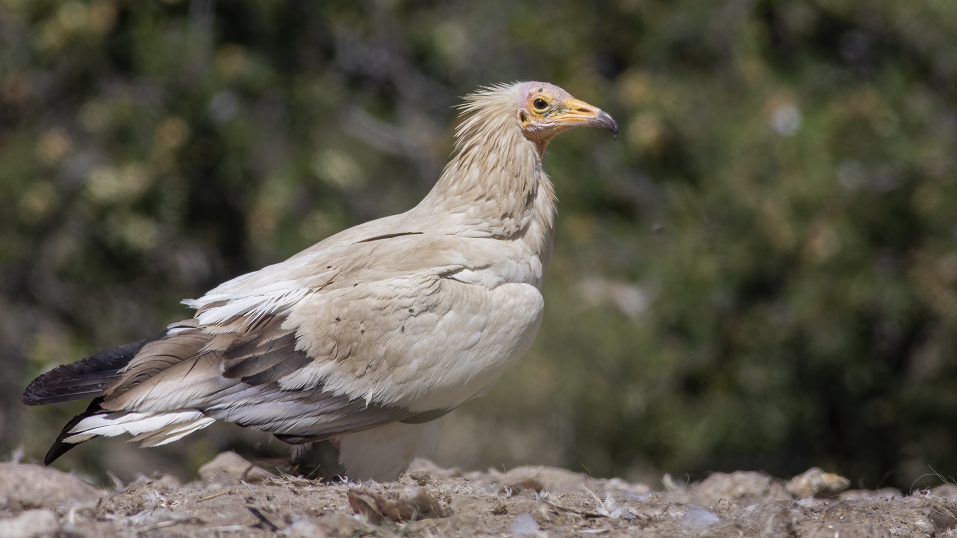 Egyptian Vulture