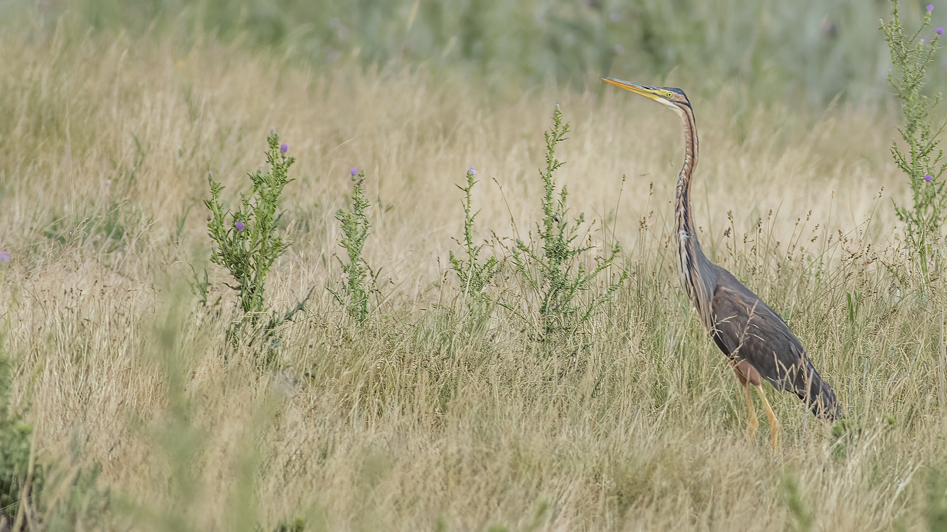 Purple Heron