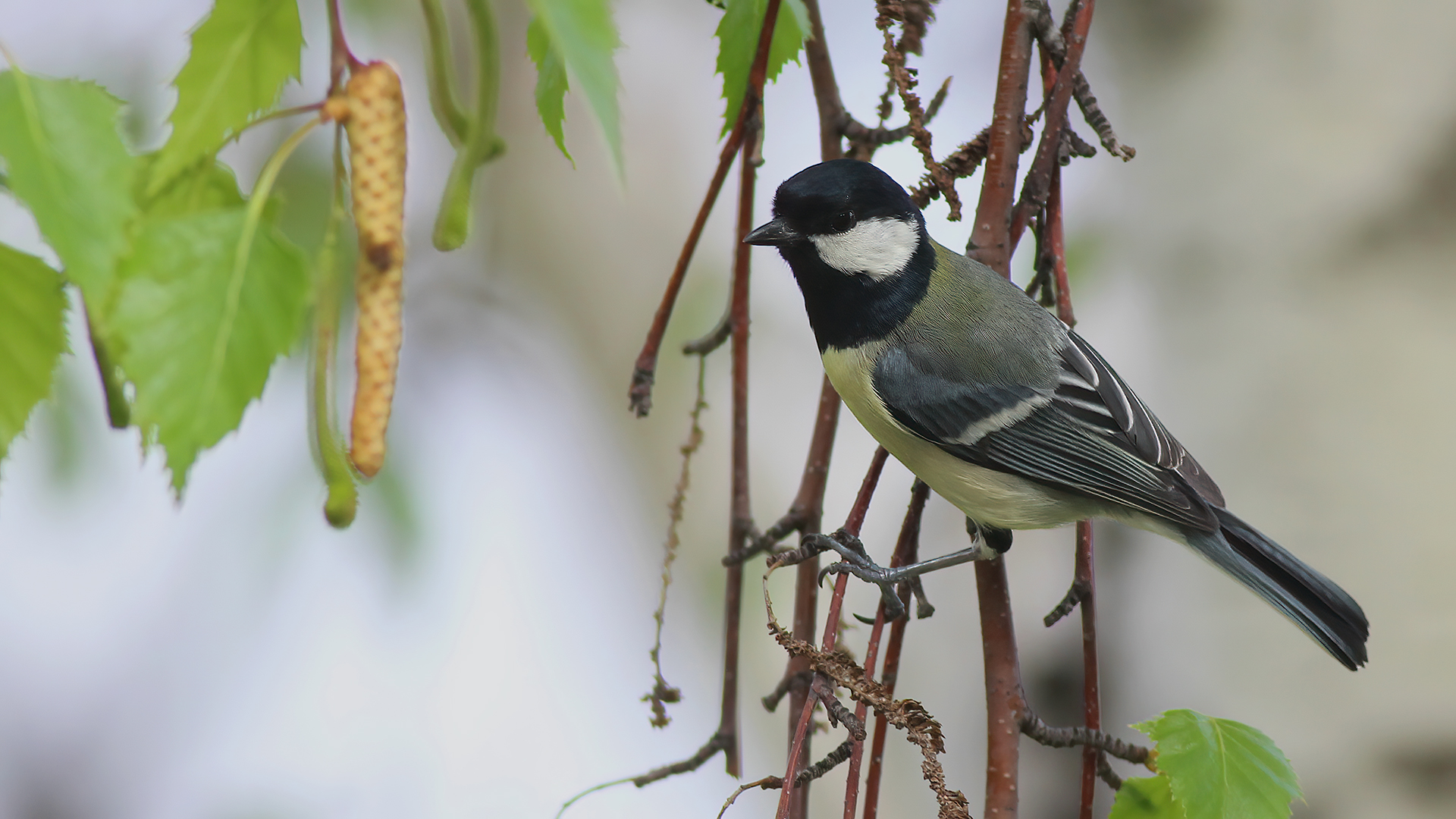 Great Tit