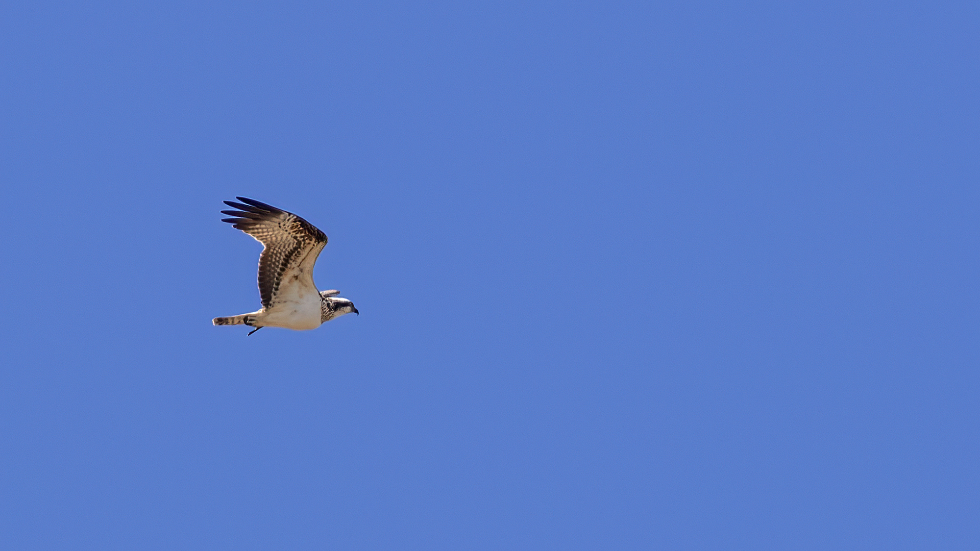 Osprey
