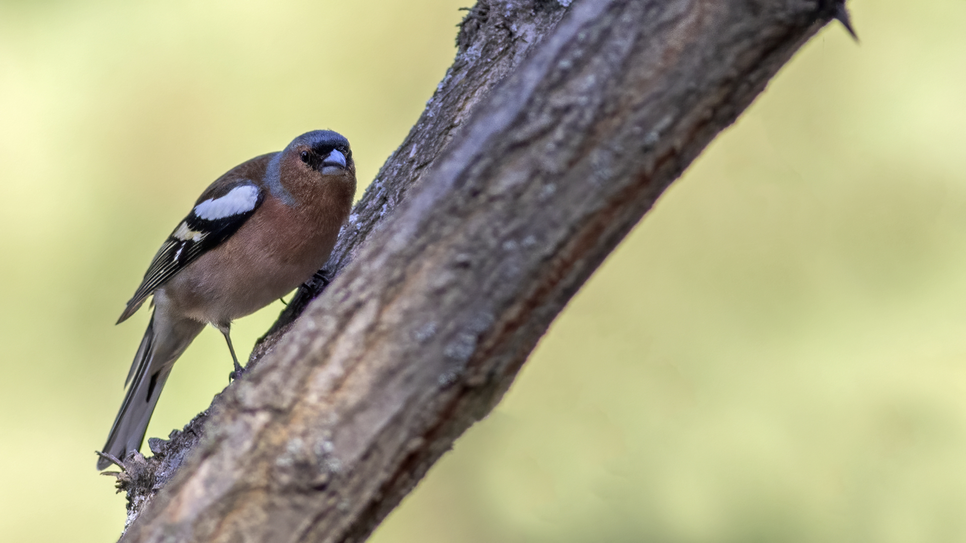 Common Chaffinch