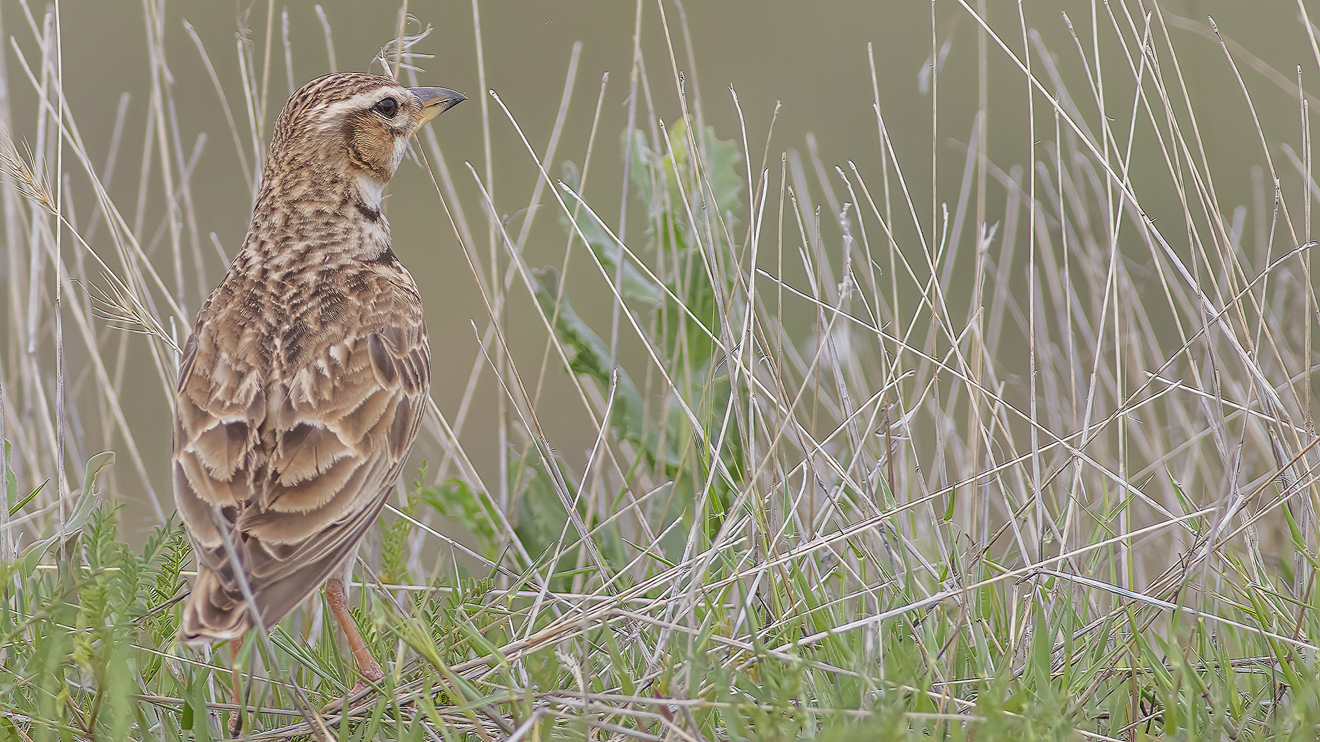 Calandra Lark