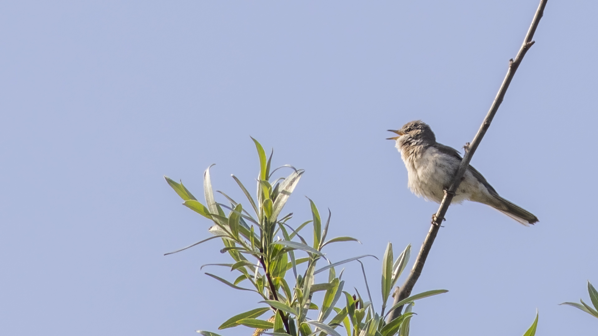 Eastern Olivaceous Warbler