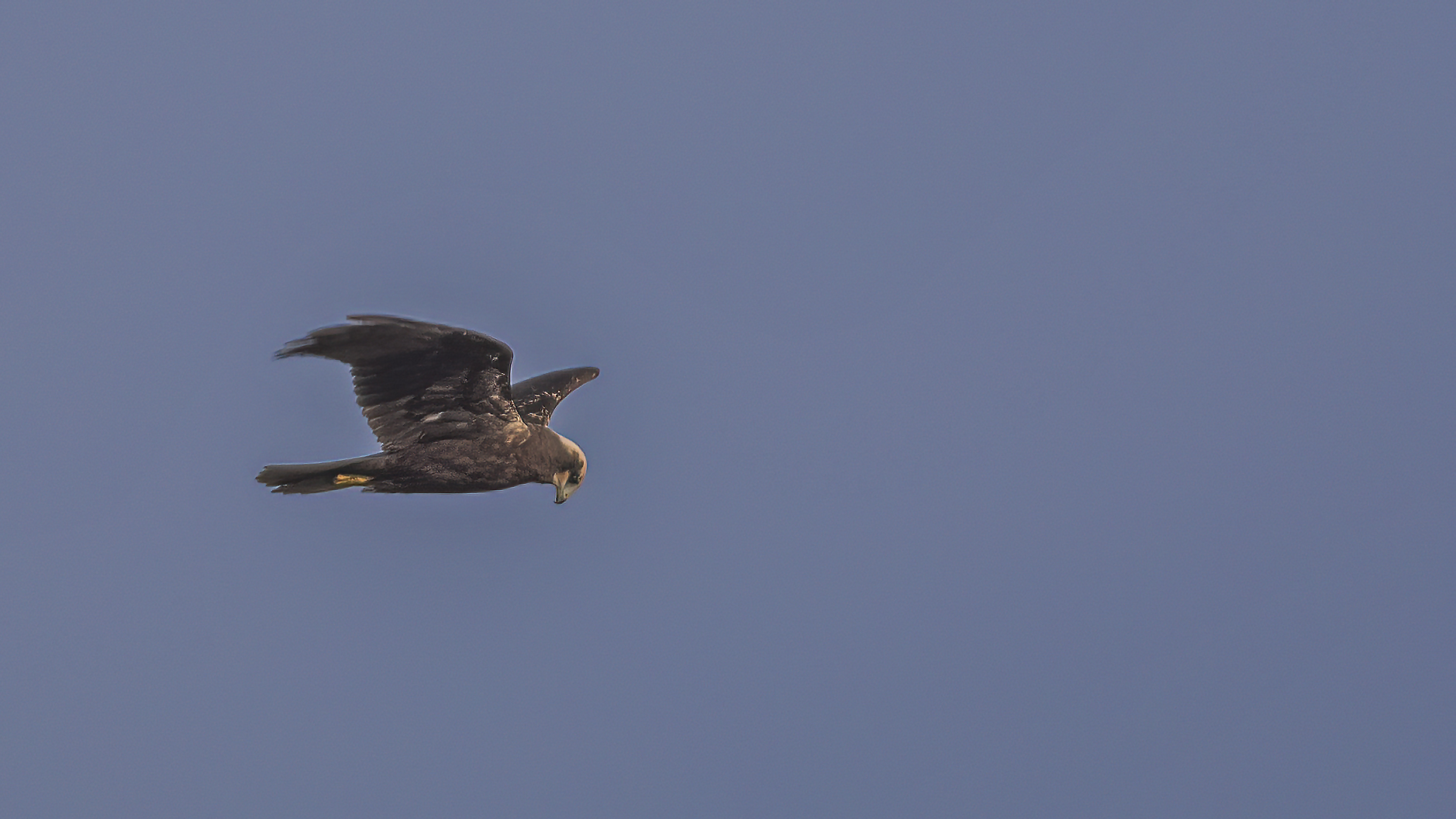 Eurasian Marsh-Harrier