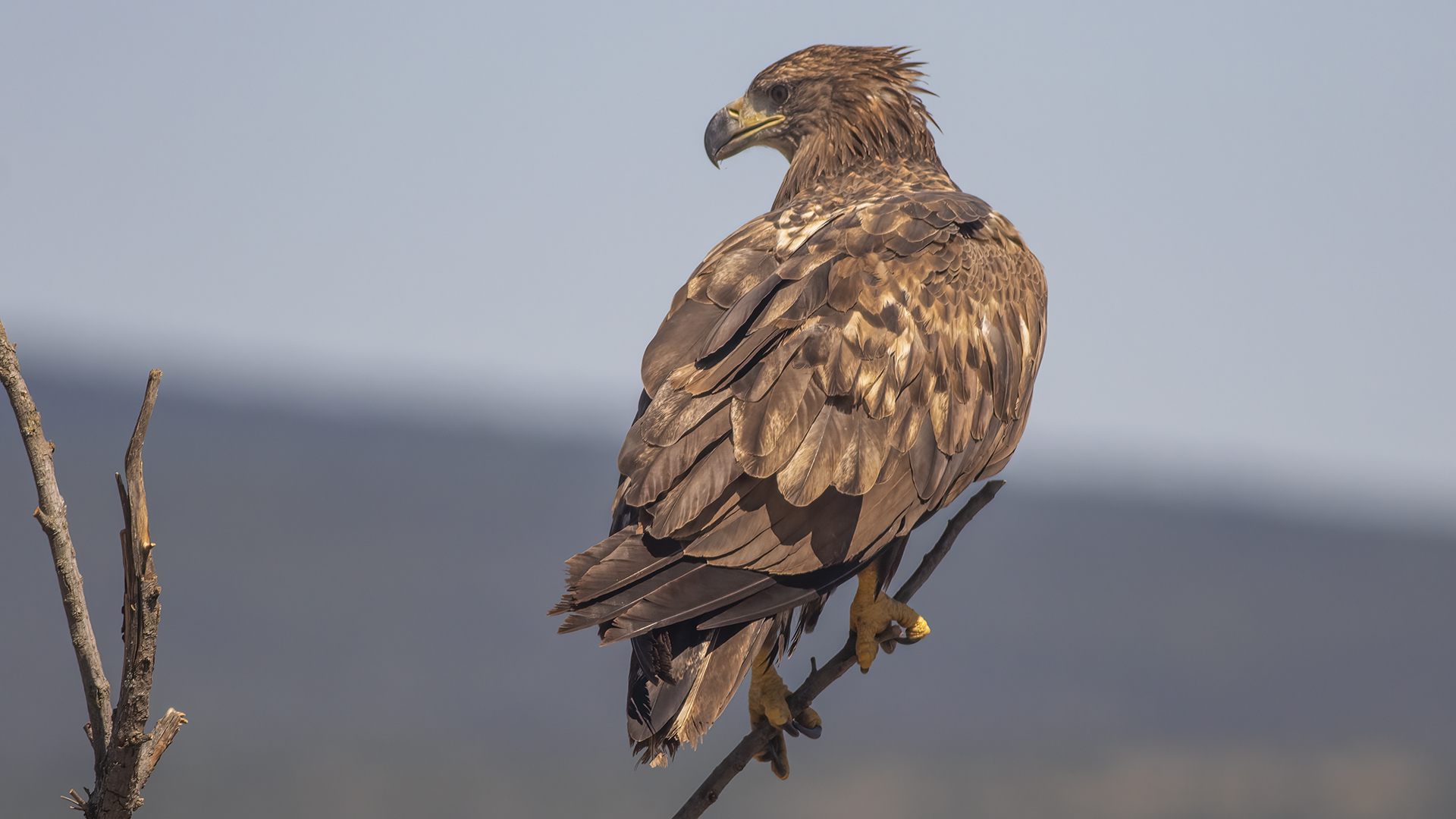 White-tailed Eagle