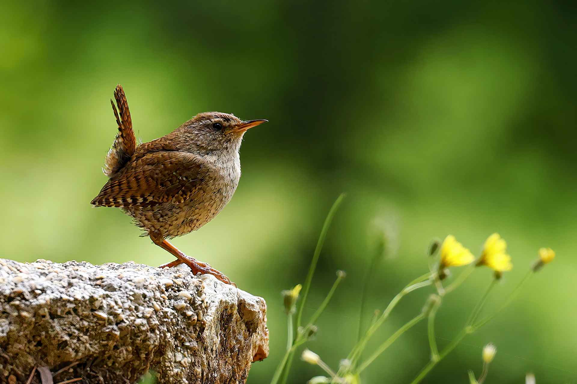 Eurasian Wren