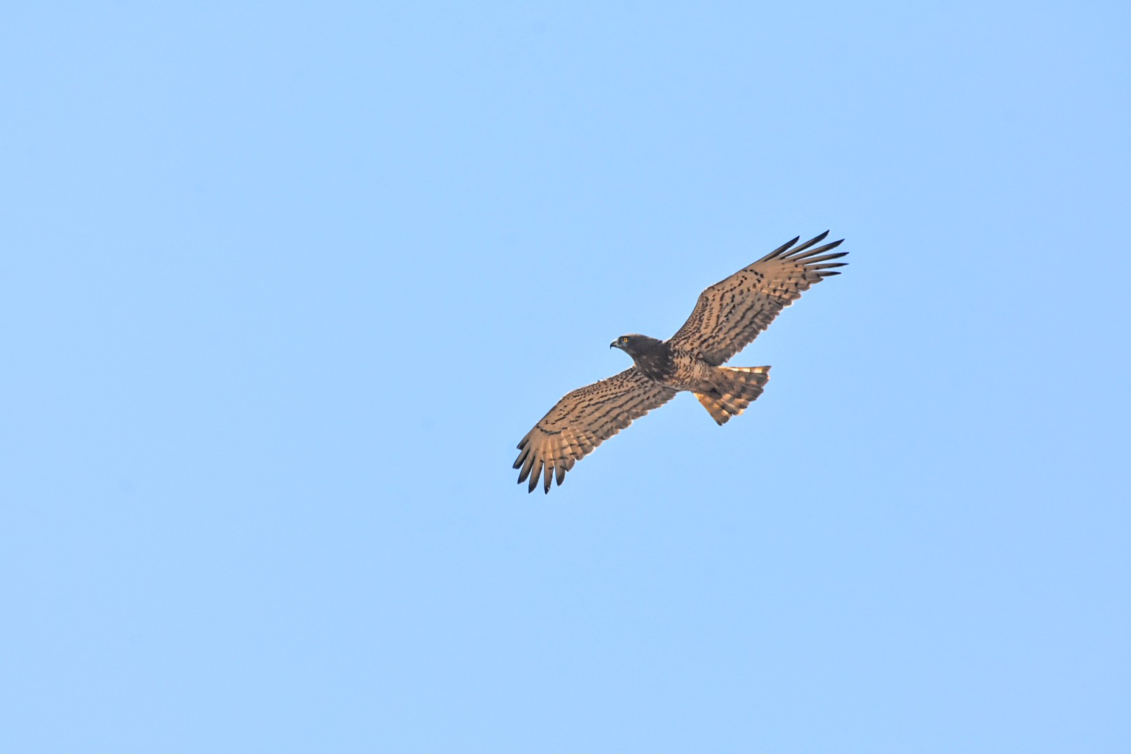 Short-toed Snake-Eagle