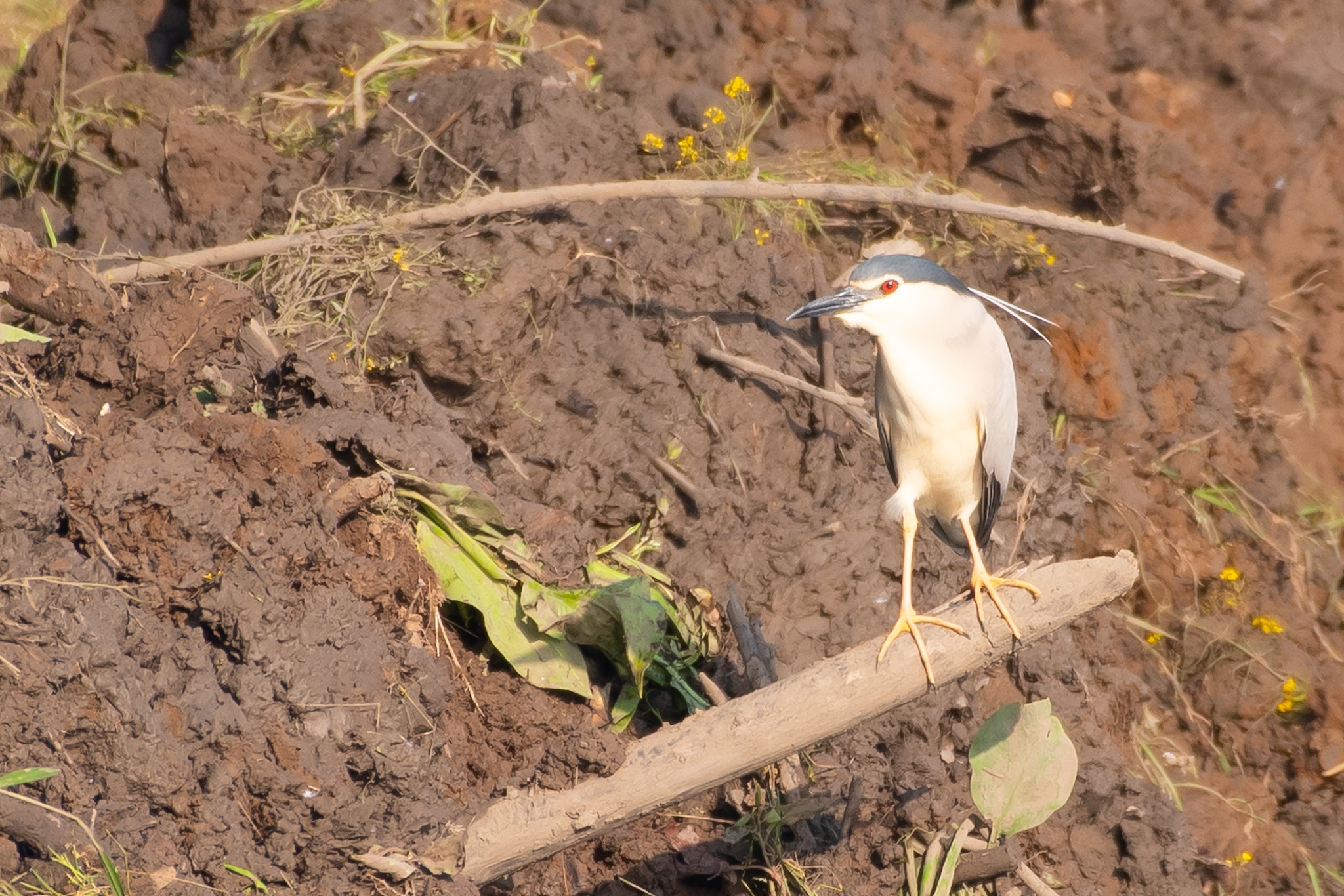 Black-crowned Night-Heron — Ana fotoğraf