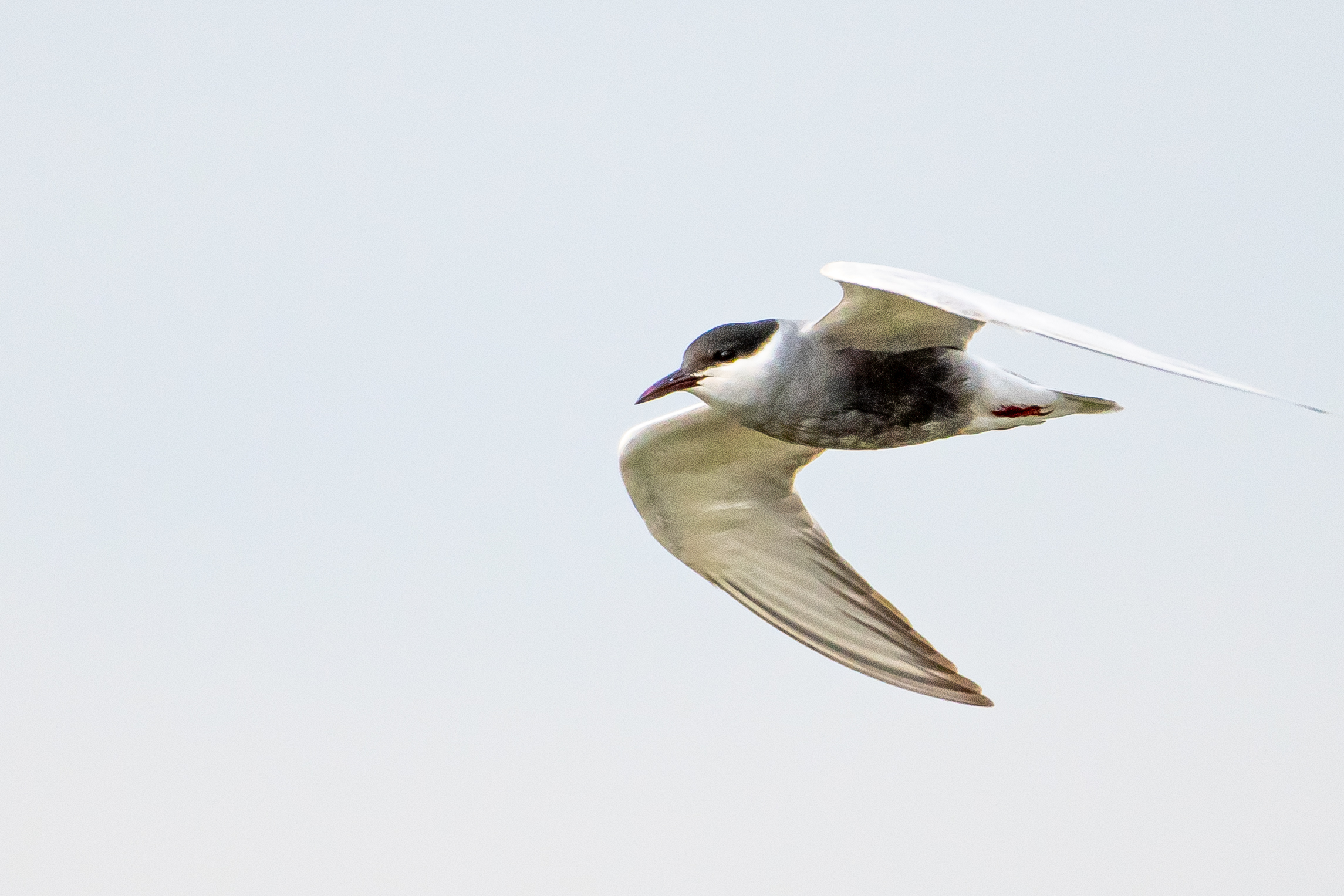 Whiskered Tern