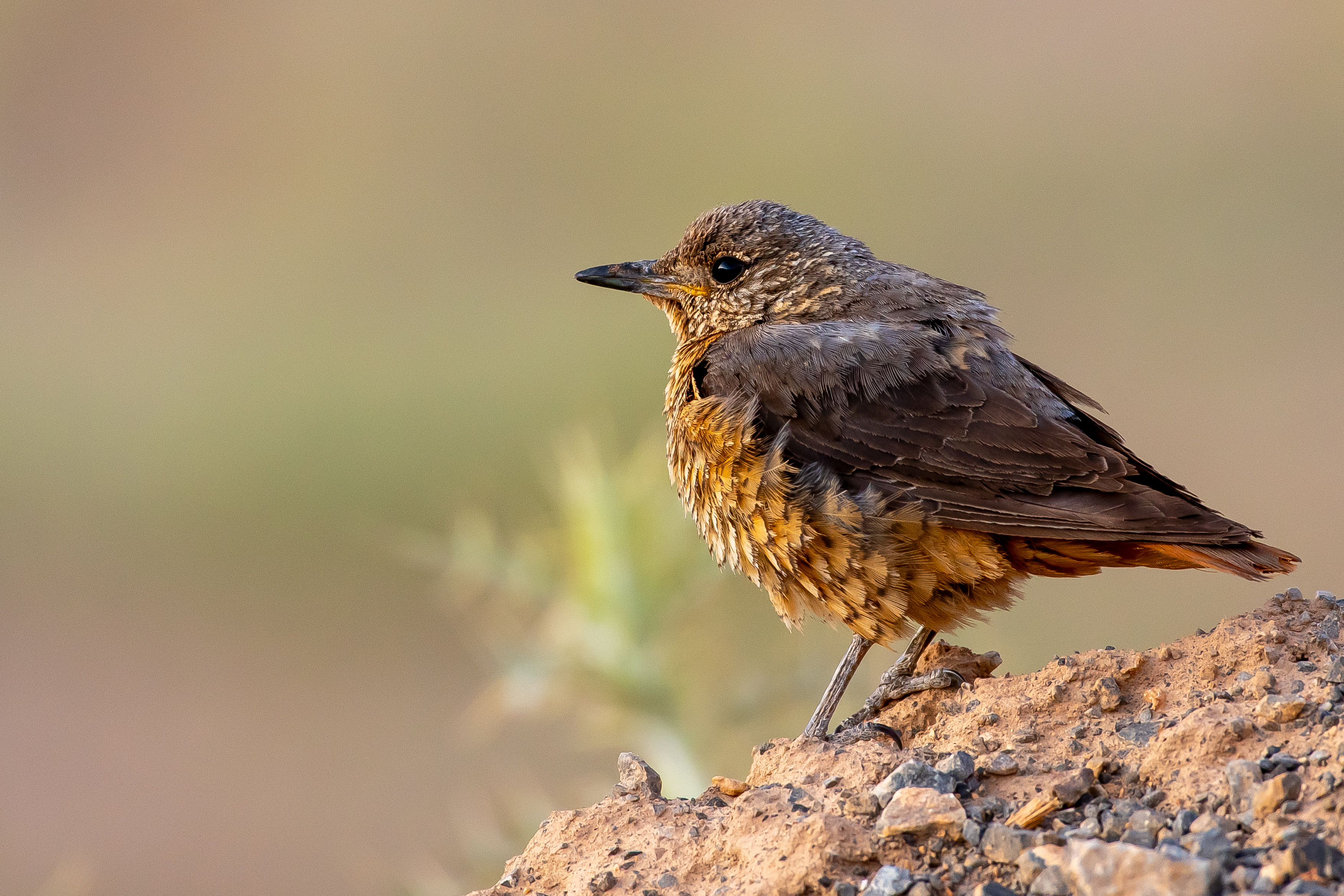 Rufous-tailed Rock-Thrush