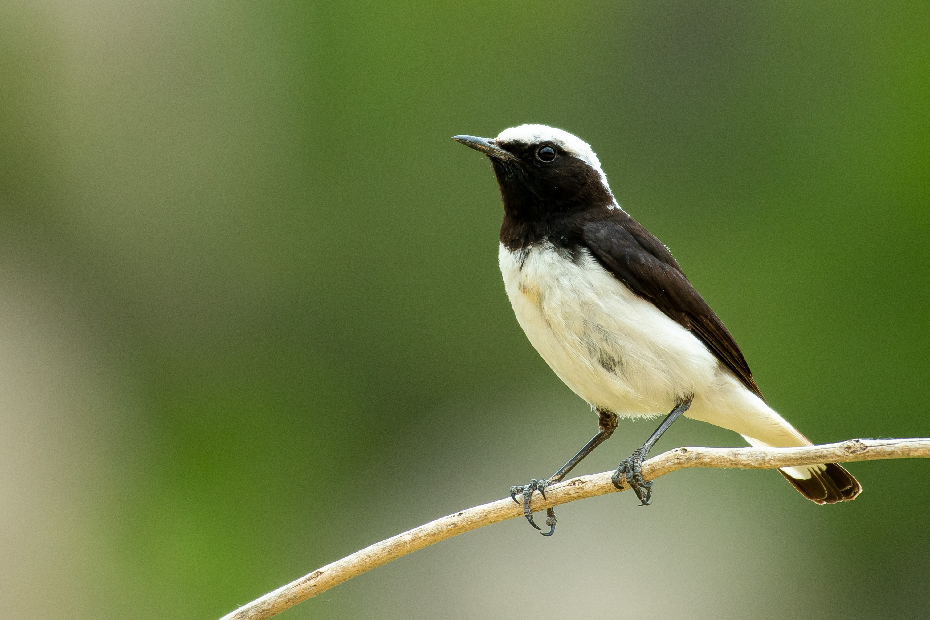Finsch's Wheatear
