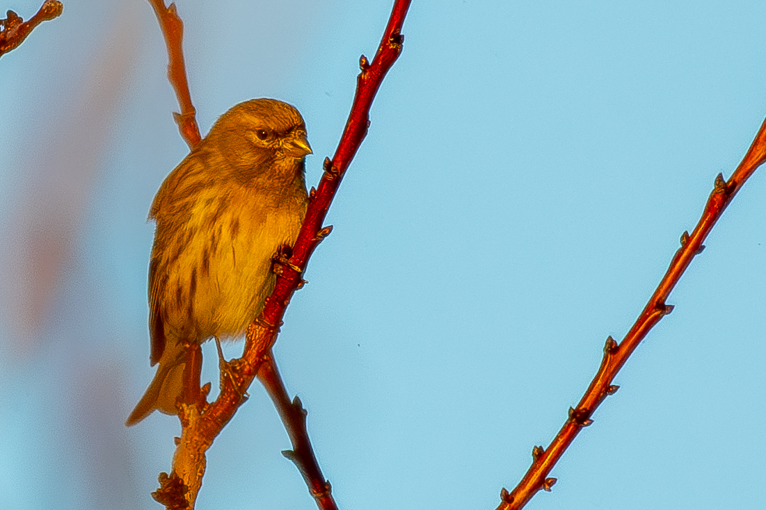 European Serin