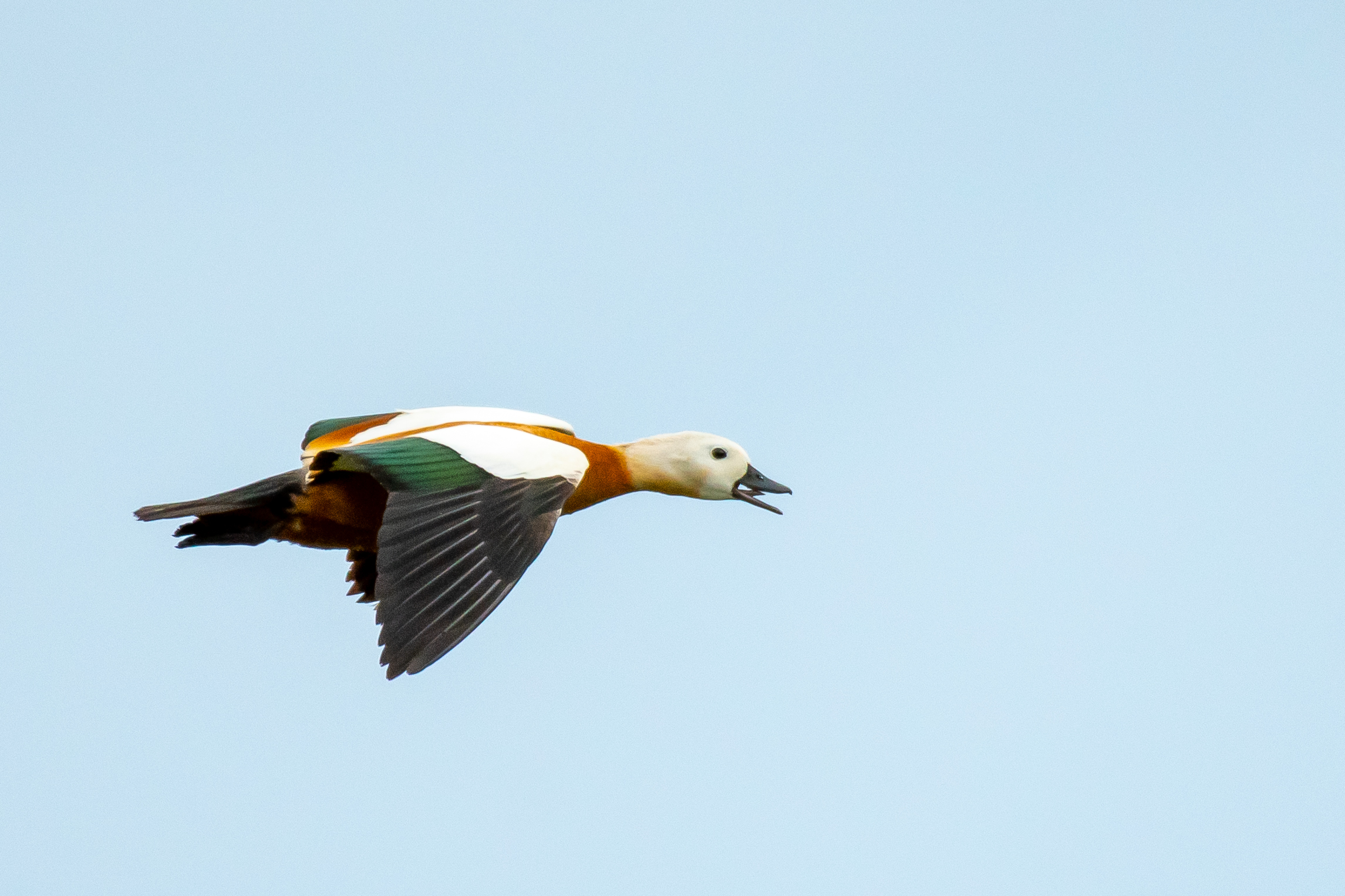 Ruddy Shelduck